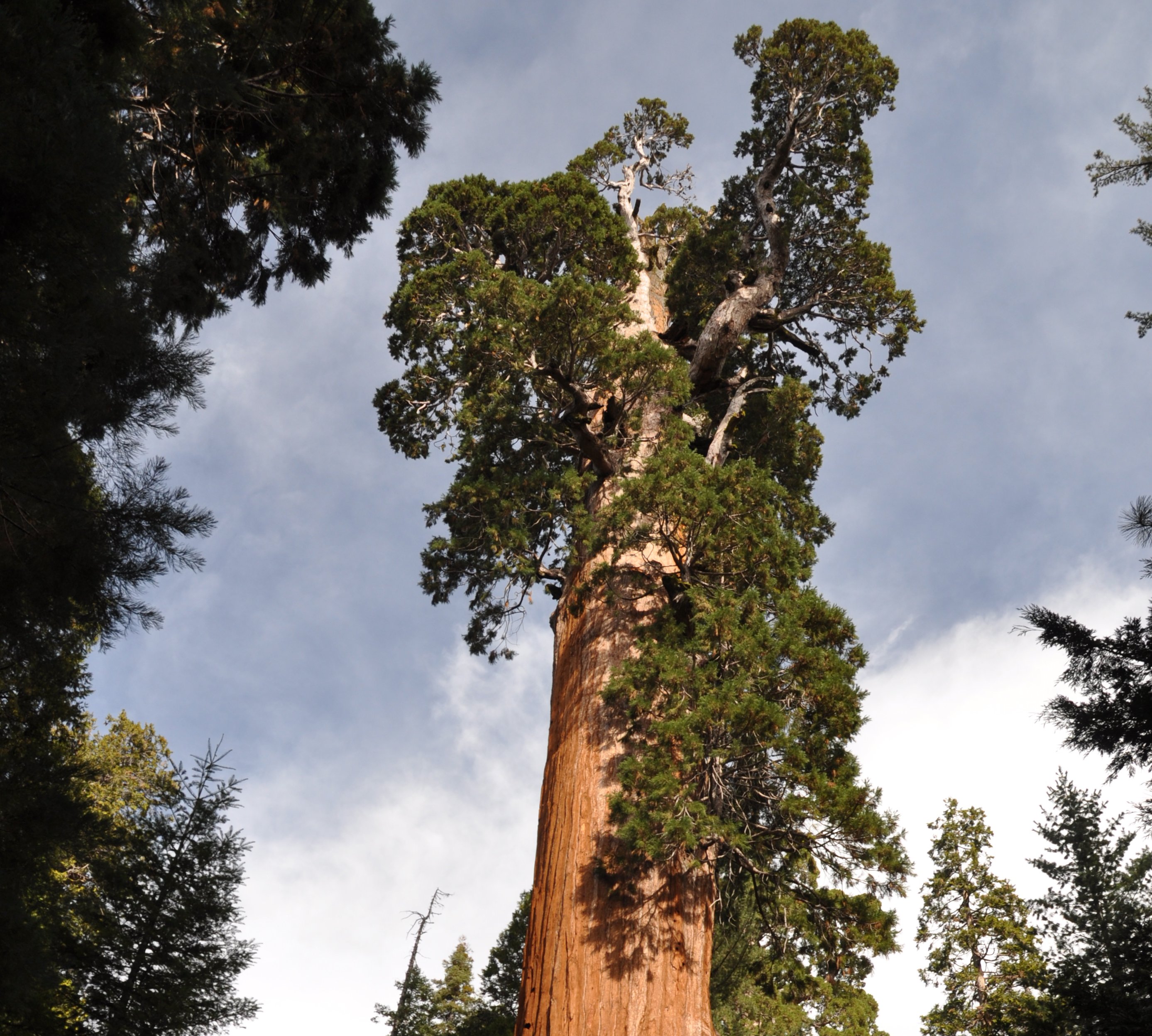 GW44 Sequoia
