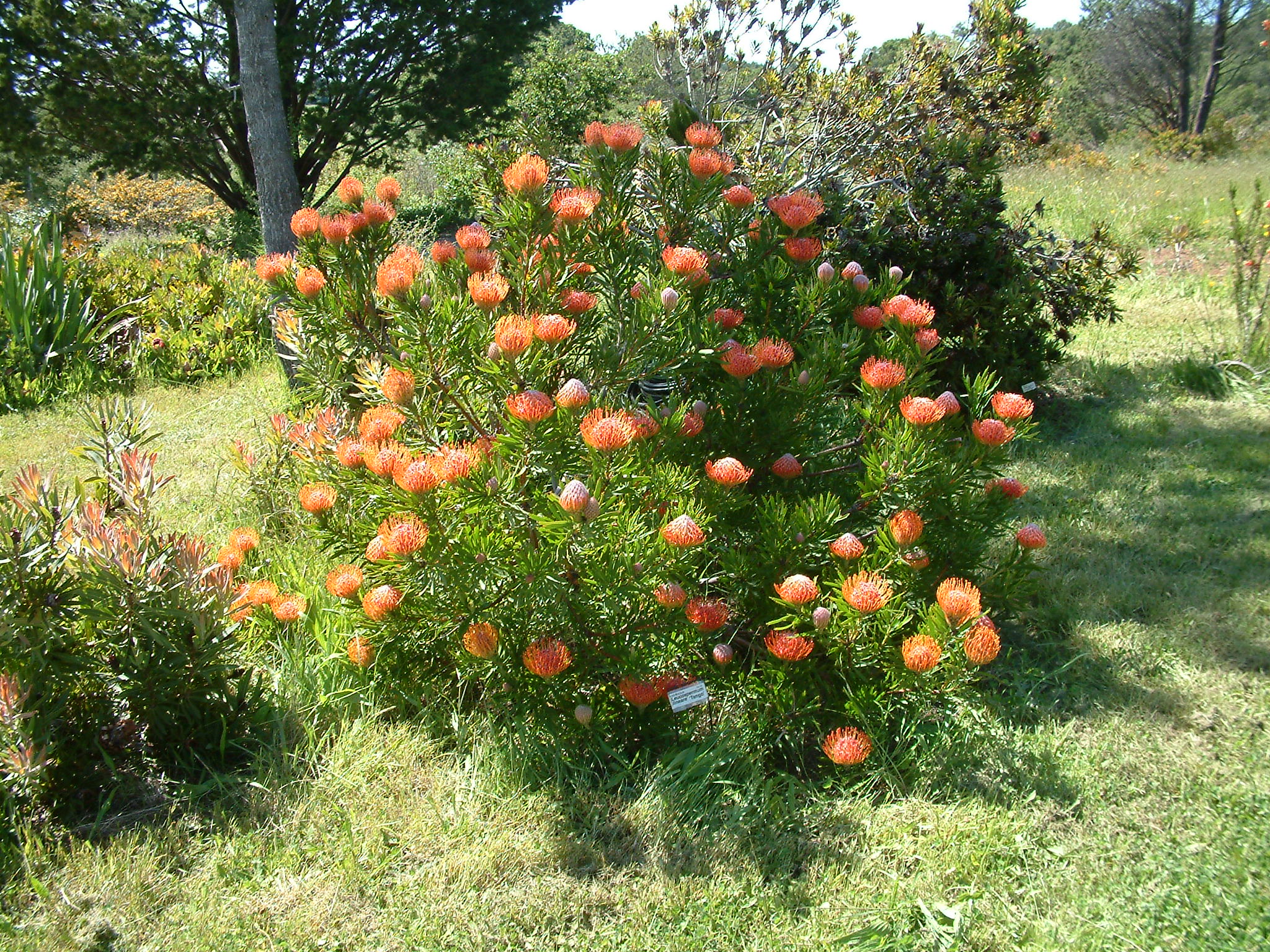 Leucospermum 'Tango' Tango Pincushion PlantMaster