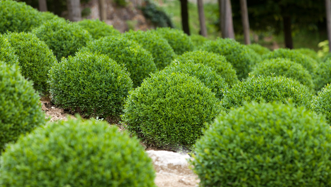 Buxus sempervirens MonAlex Petite Pillar Dwarf Boxwood PlantMaster