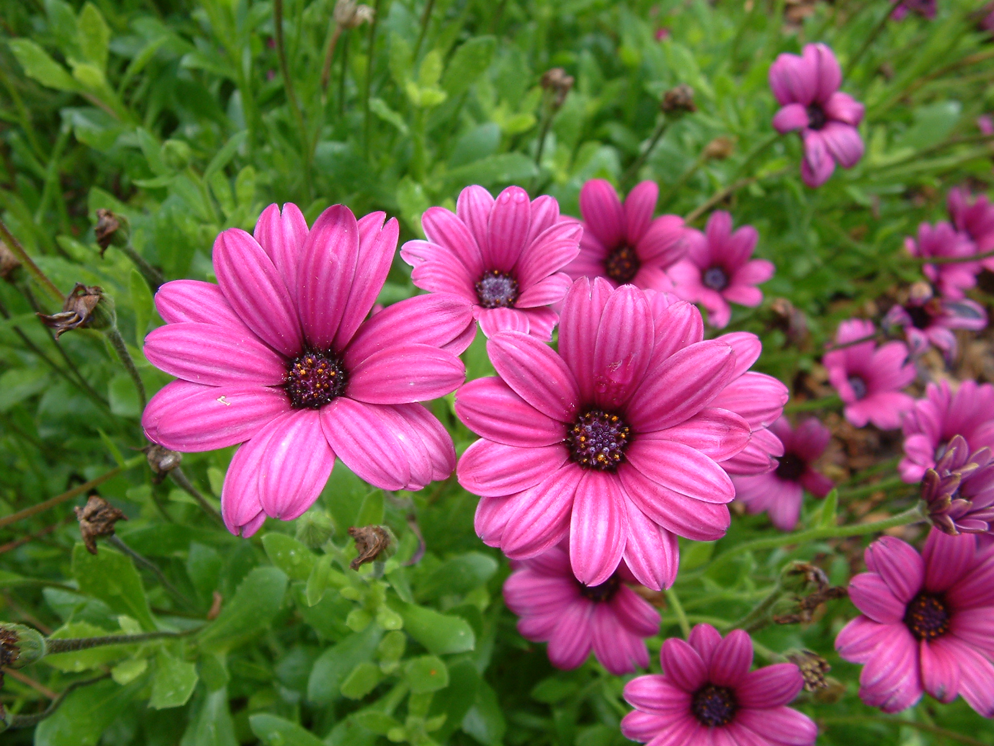 Osteospermum Fruticosum