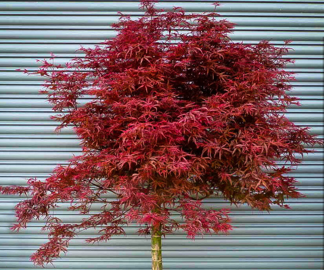 Acer palmatum 'Beni Komachi'