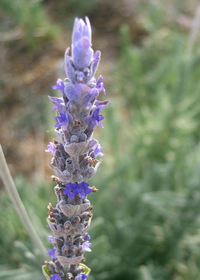 Lavandula Dentata 7014