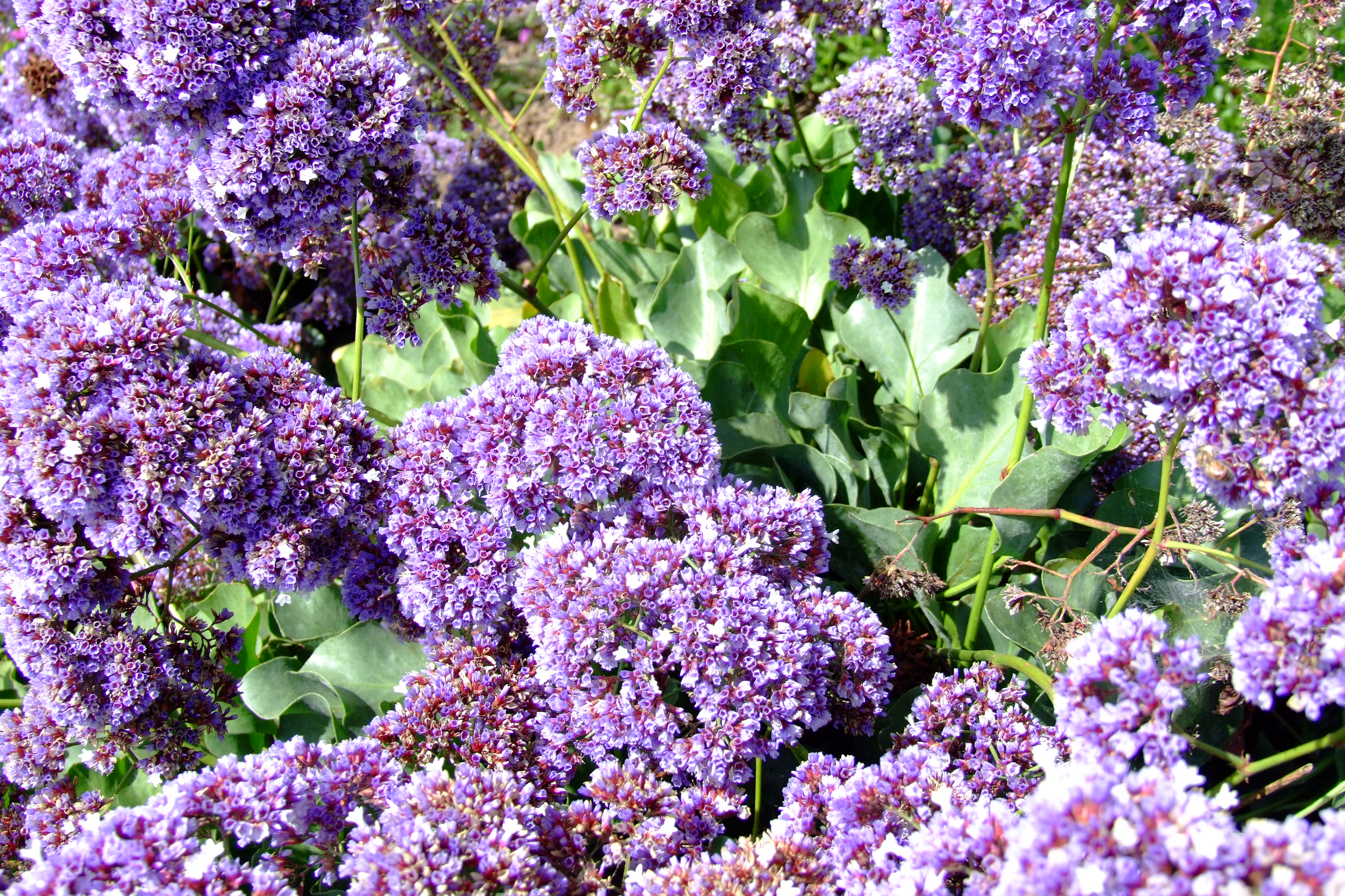 Limonium perezii