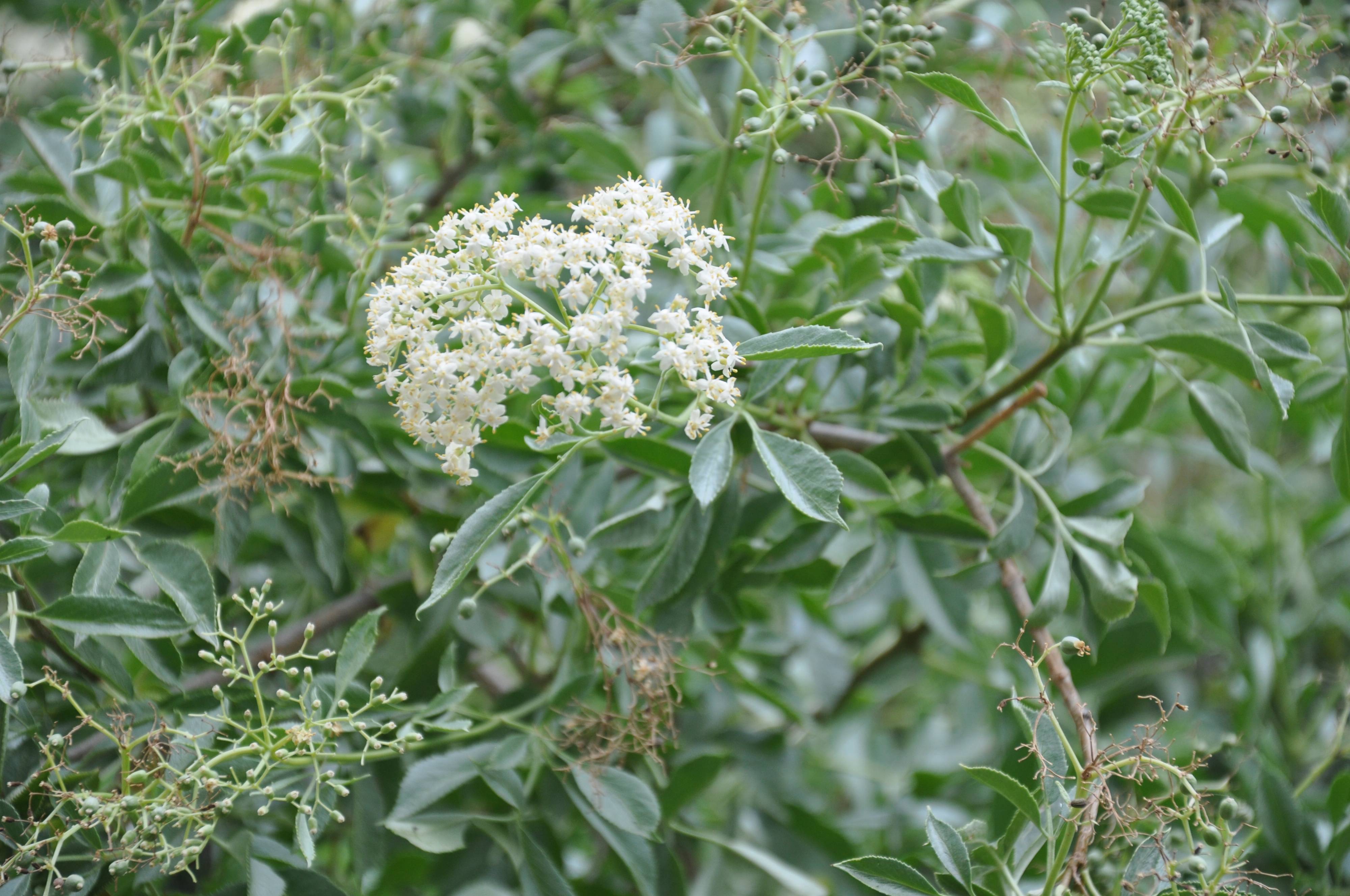 Sambucus mexicana