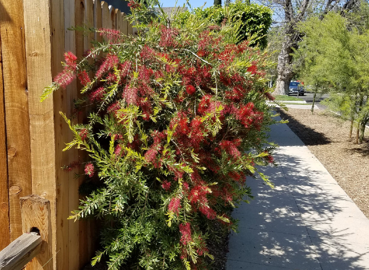 SLIM™ Callistemon is a great hedge for tight planting areas