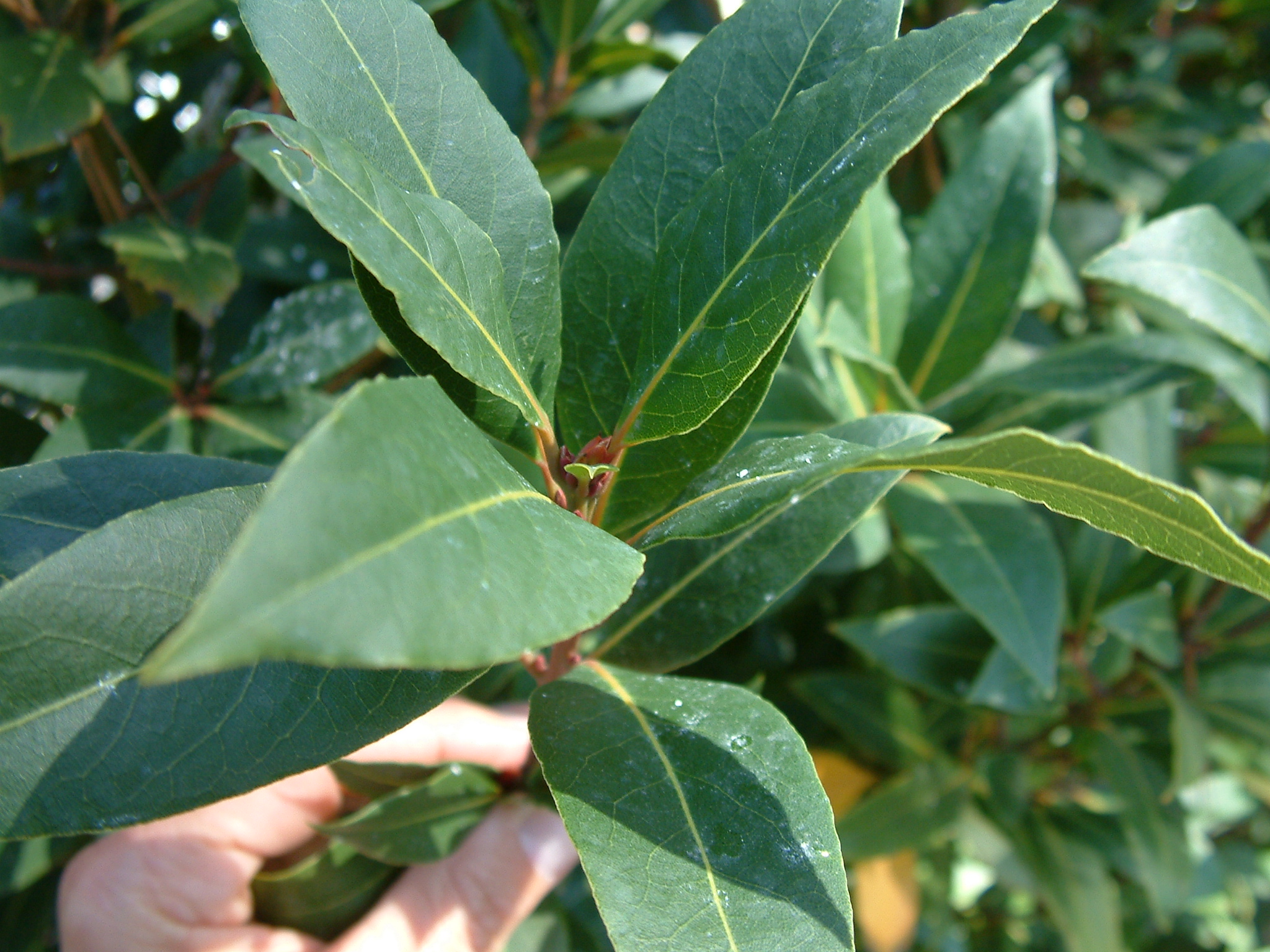 Laurus nobilis 'Saratoga'