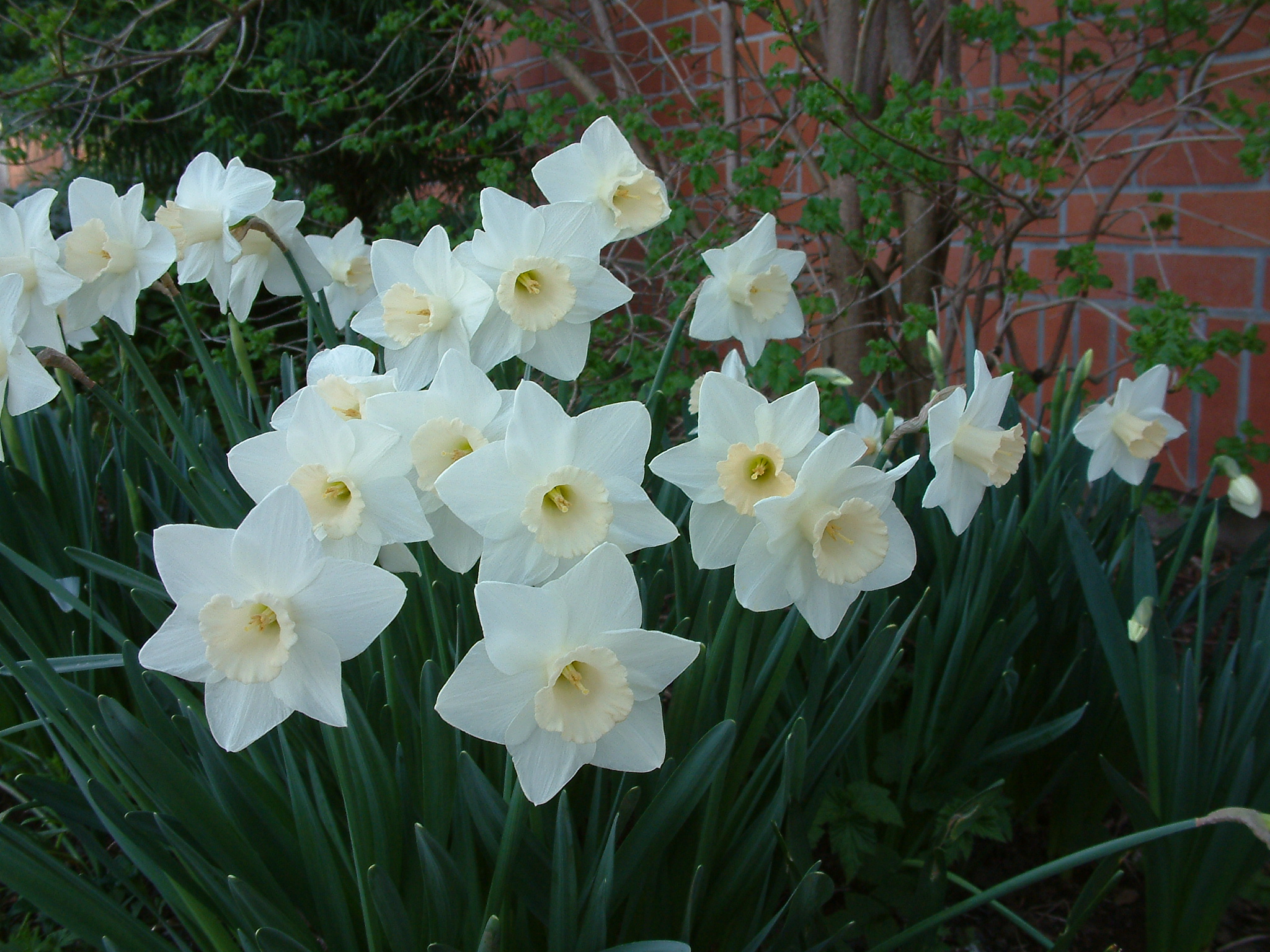 Narcissus Assorted Varieties