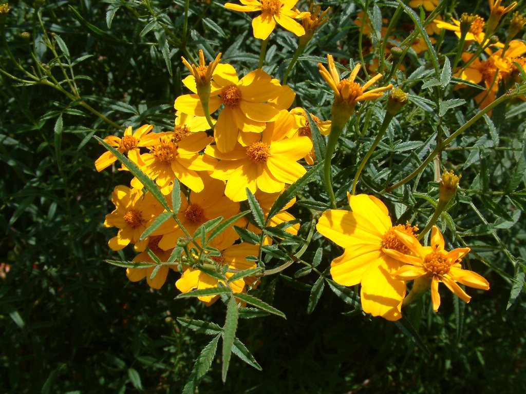 Tagetes Lemmonii