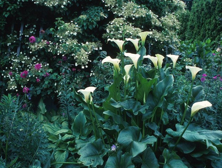 Caring For An Zantedeschia Elliottiana - Zantedeschia Aethiopica