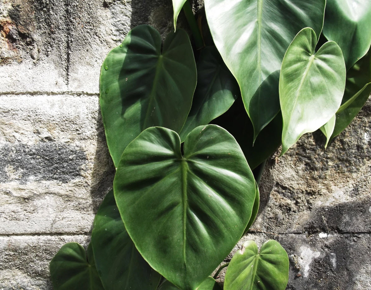 Philodendron Scandens Oxycardium