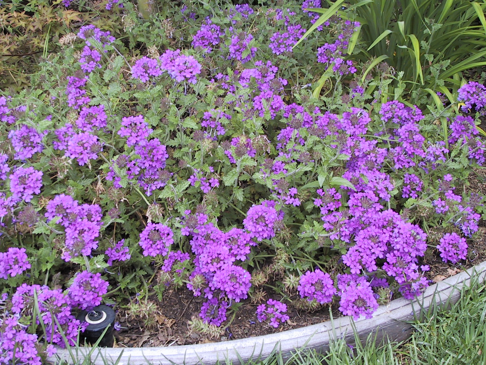 Verbena 'Homestead Purple'