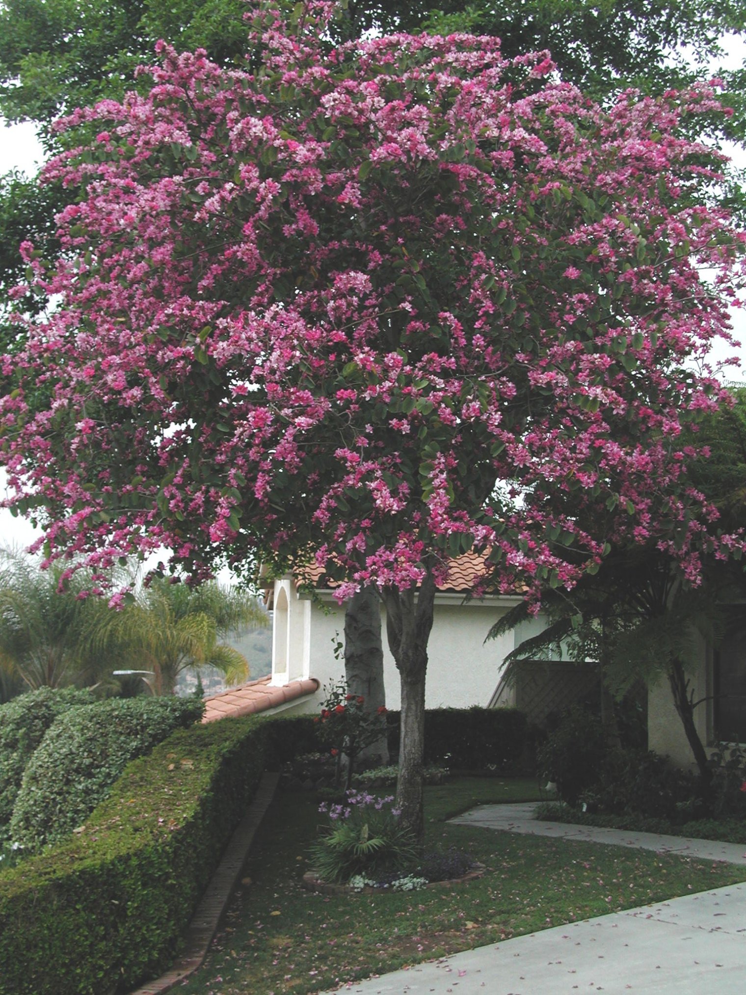 Bauhinia variegata