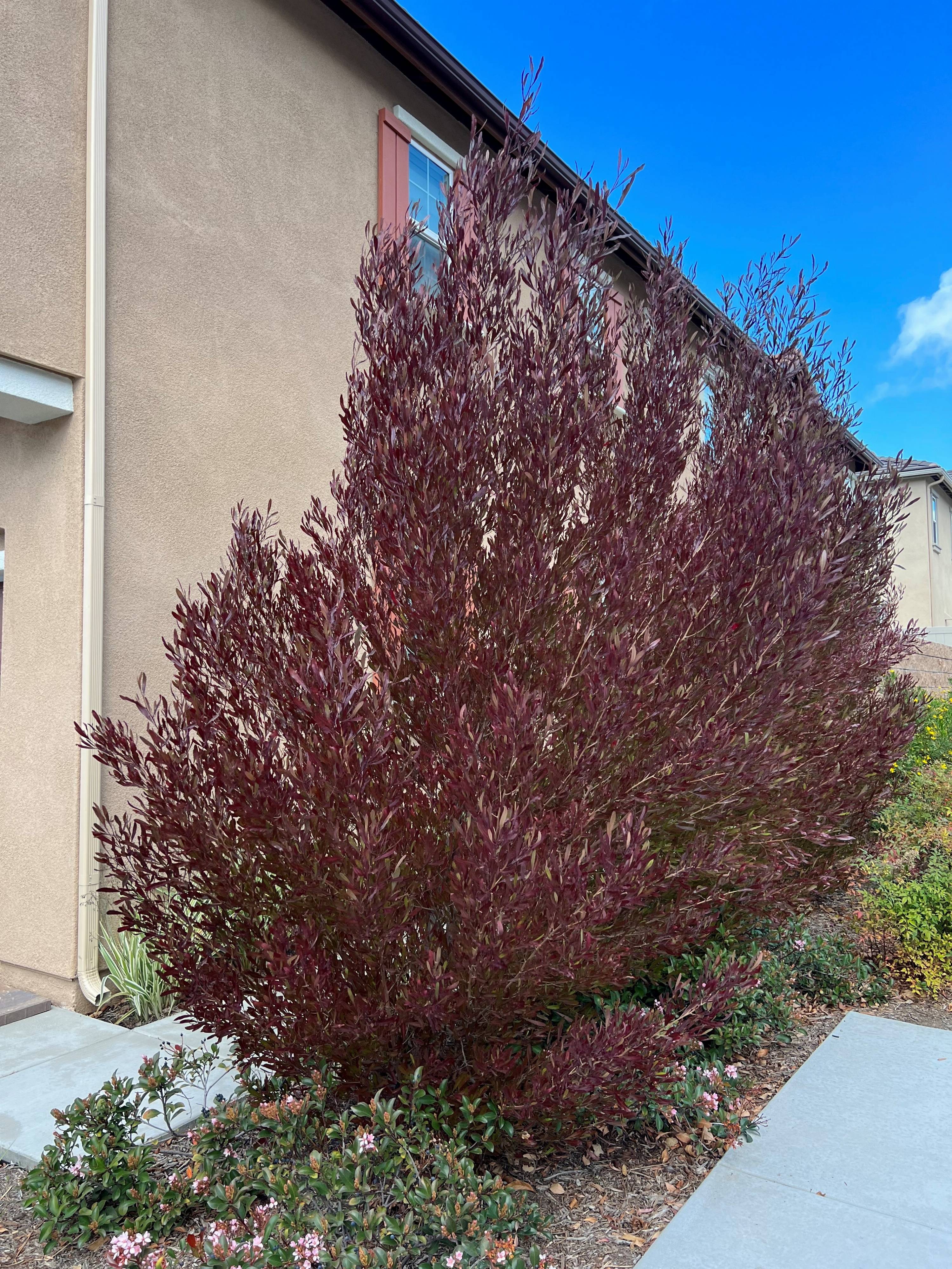 Dodonaea Viscosa Purpurea Purple Hop Bush Plantmaster