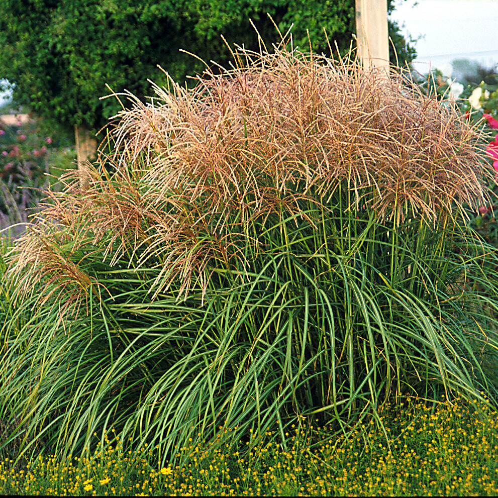 Miscanthus sinensis Huron Sunrise