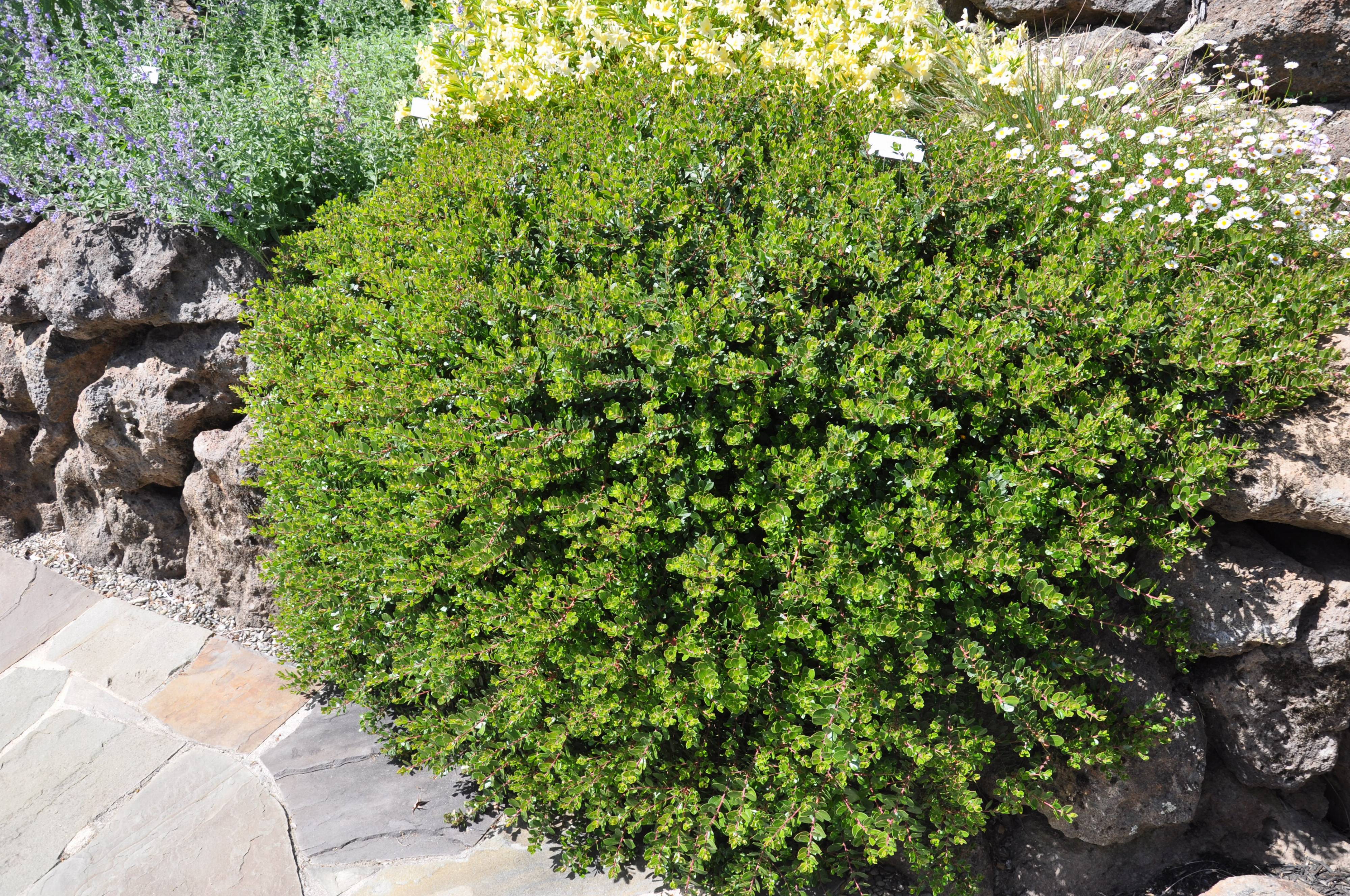 Arctostaphylos 'emerald Carpet'