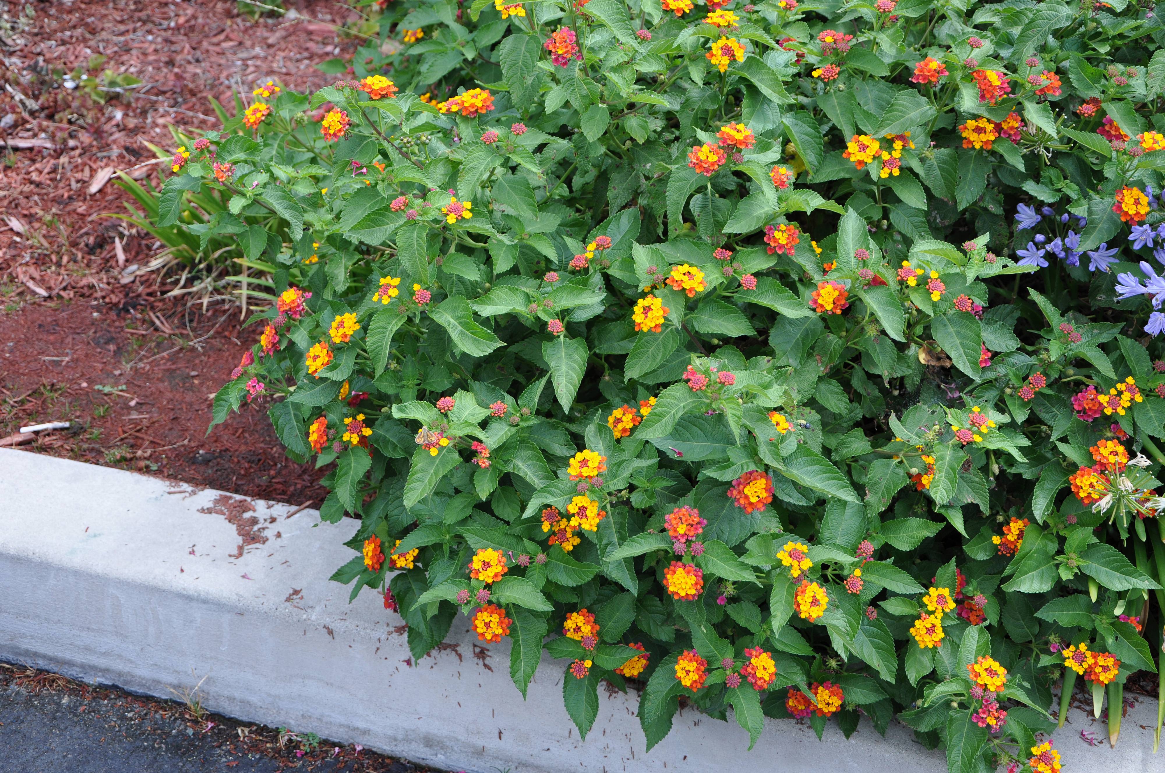 Lantana &#039;Radiation&#039;