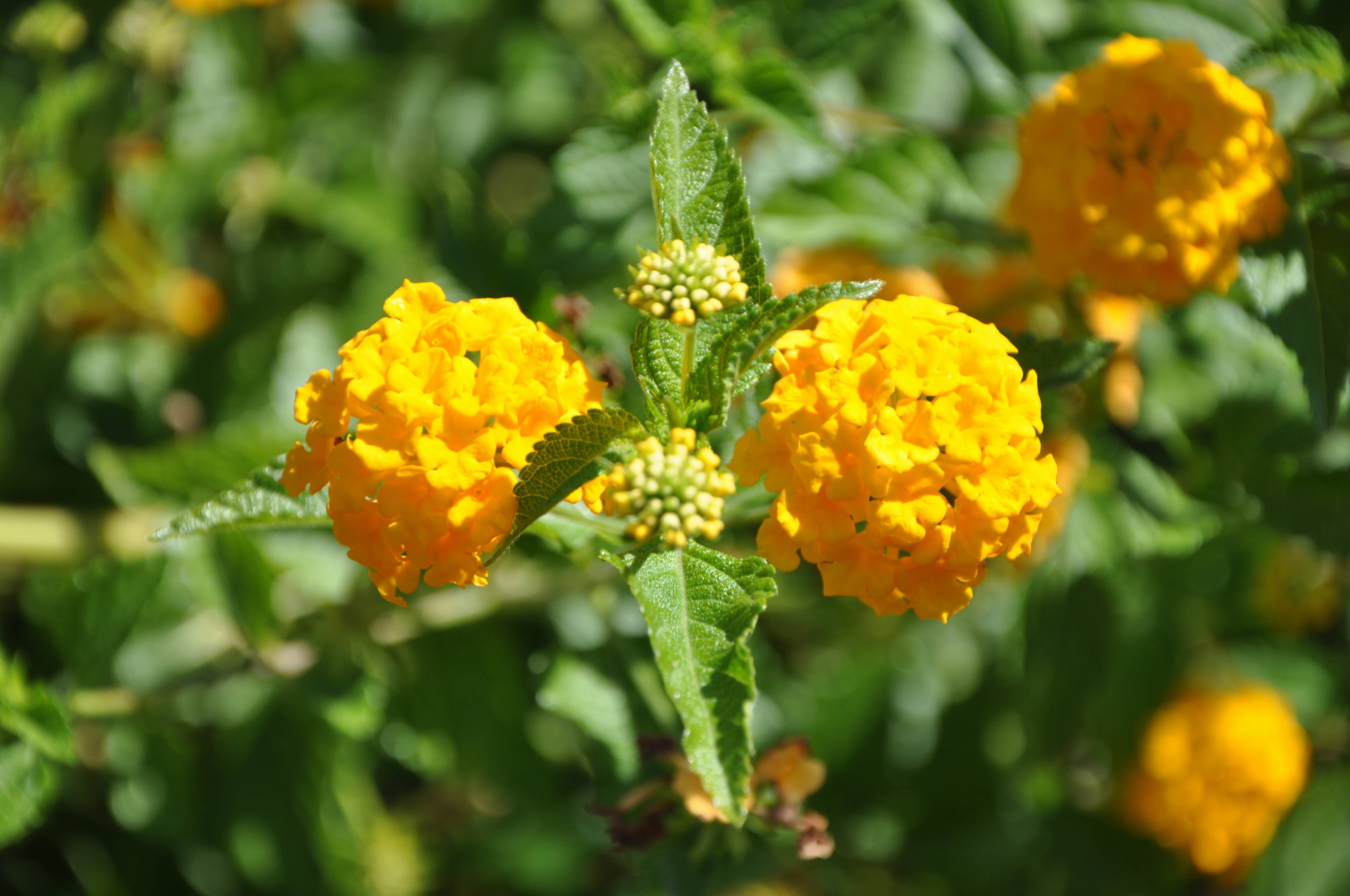 Lantana &#039;New Gold&#039;