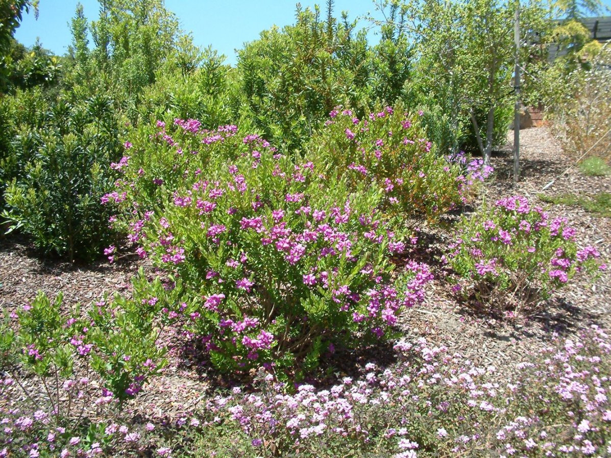 Polygala X Dalmaisiana 9816