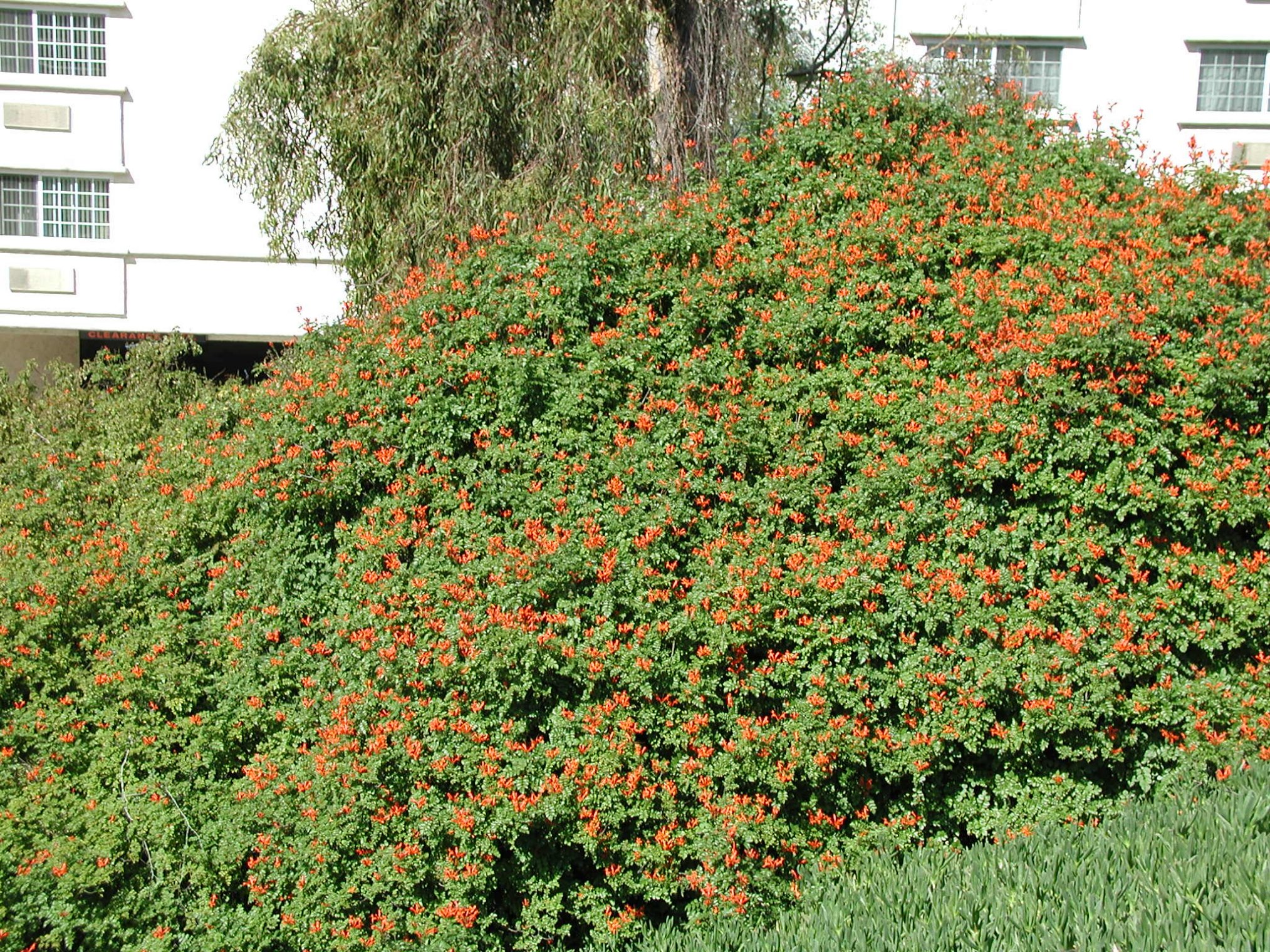 watering-frequency-the-essential-guide-to-caring-for-honeysuckle-shuncy