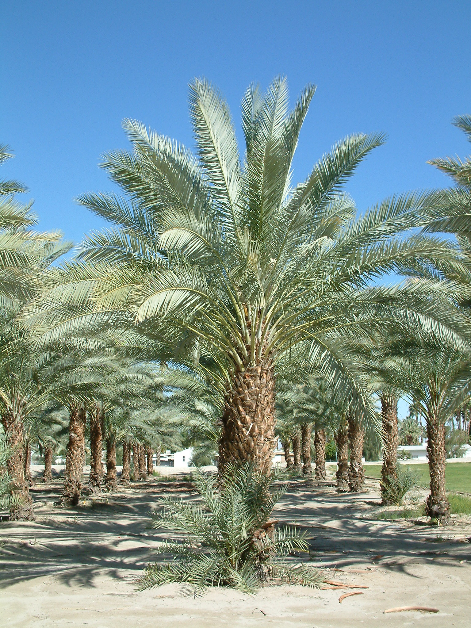 Phoenix dactylifera 