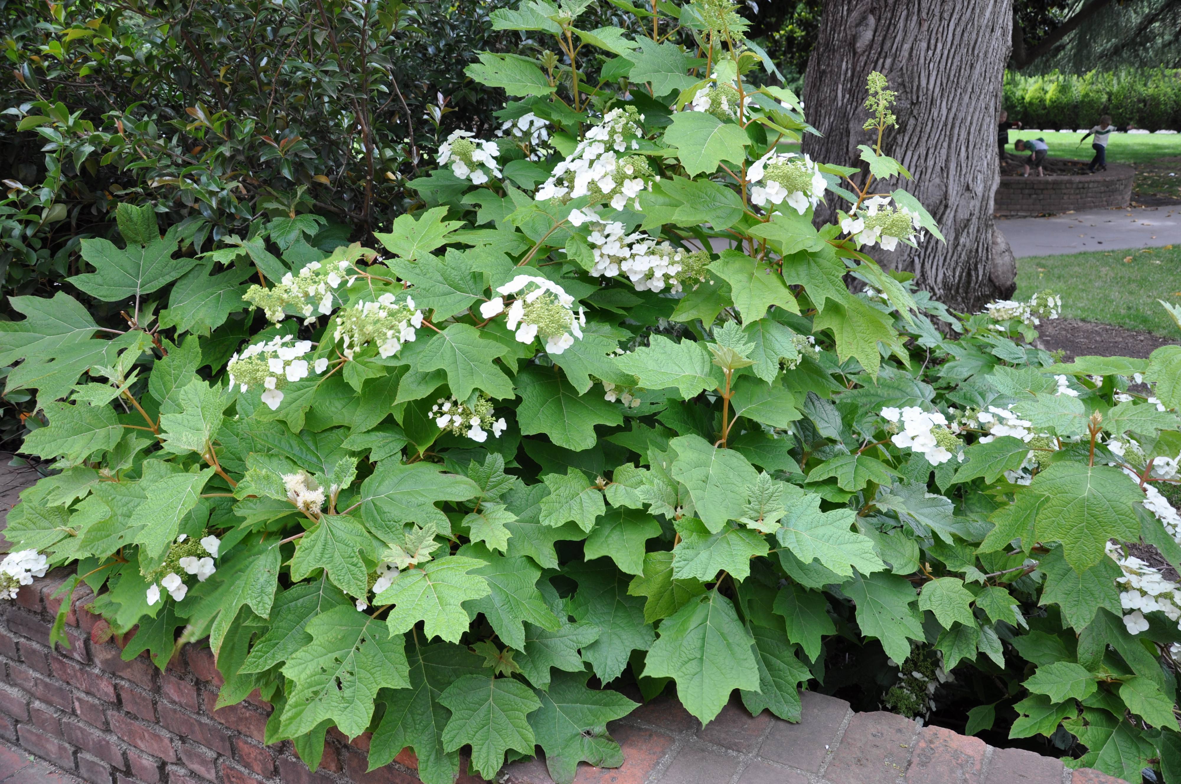 Hydrangea Quercifolia Oakleaf Hydrangea PlantMaster hydrangea-quercifolia-oakleaf-hydrangea-plantmaster