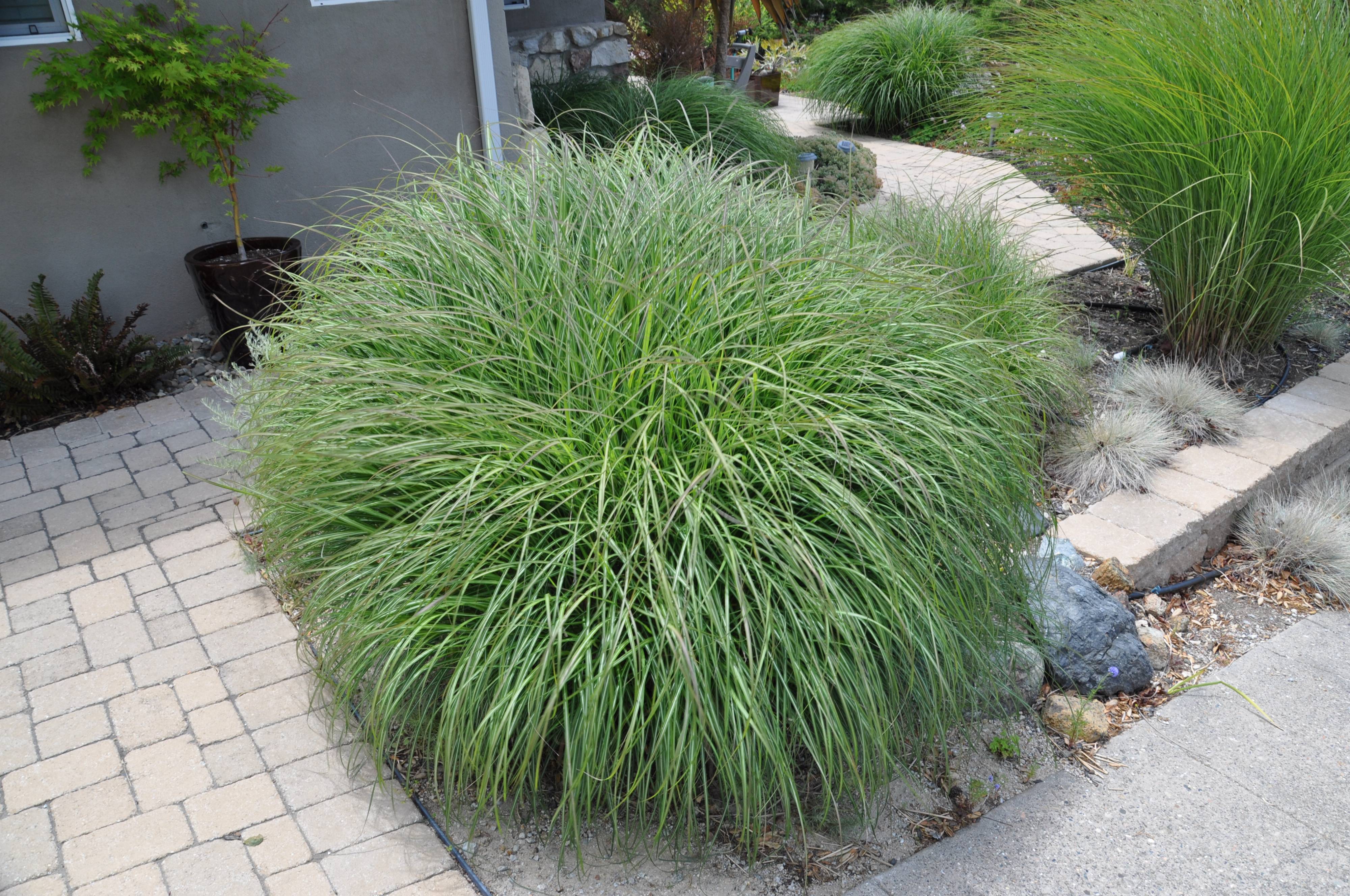 Miscanthus sinensis Adagio