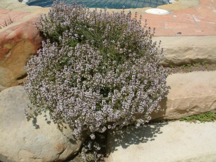 Featured image of post Purple Carpet Thyme / Magic carpet thyme is perfect for edging the flower border.