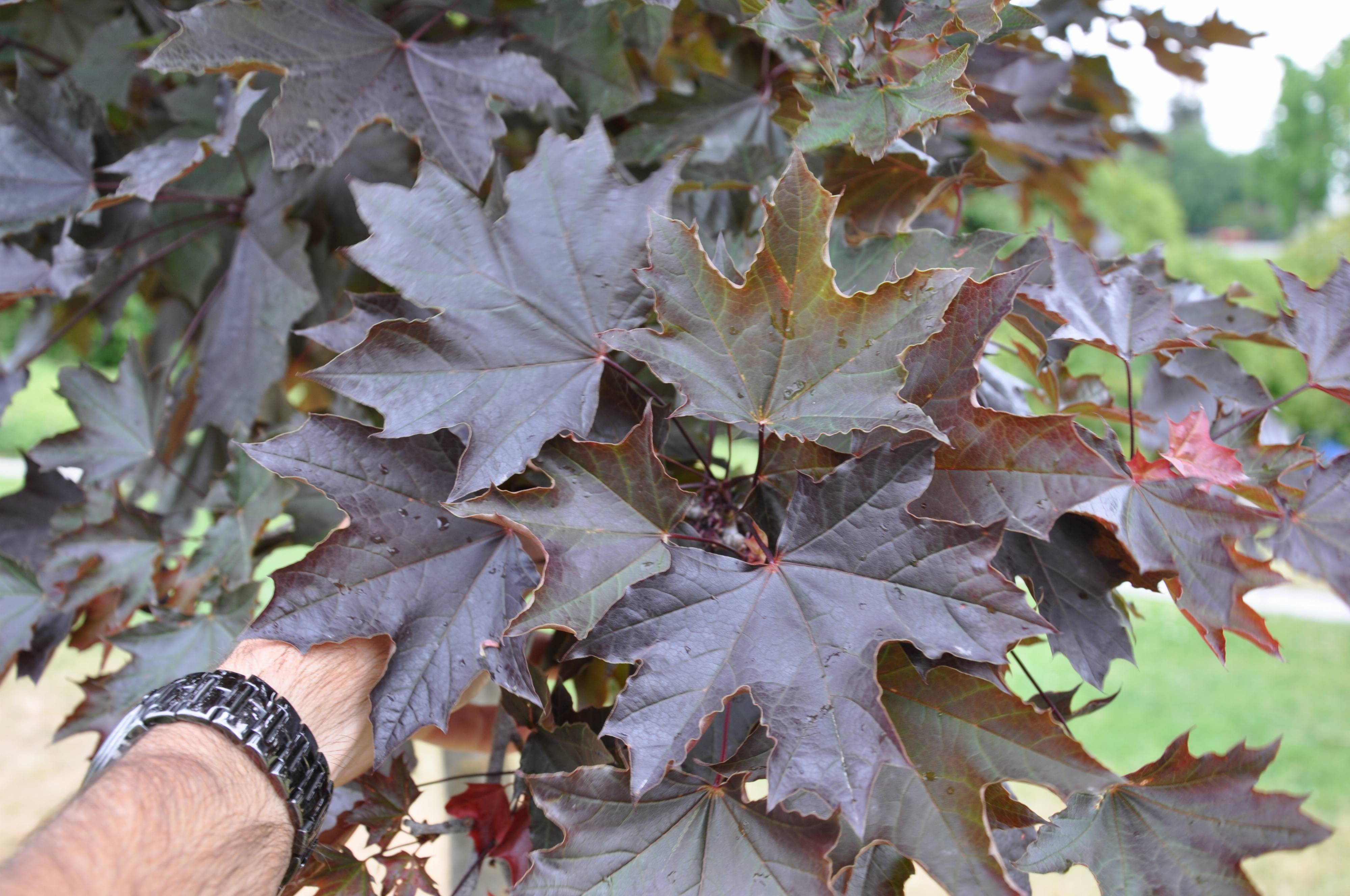 Acer Platanoides Crimson King