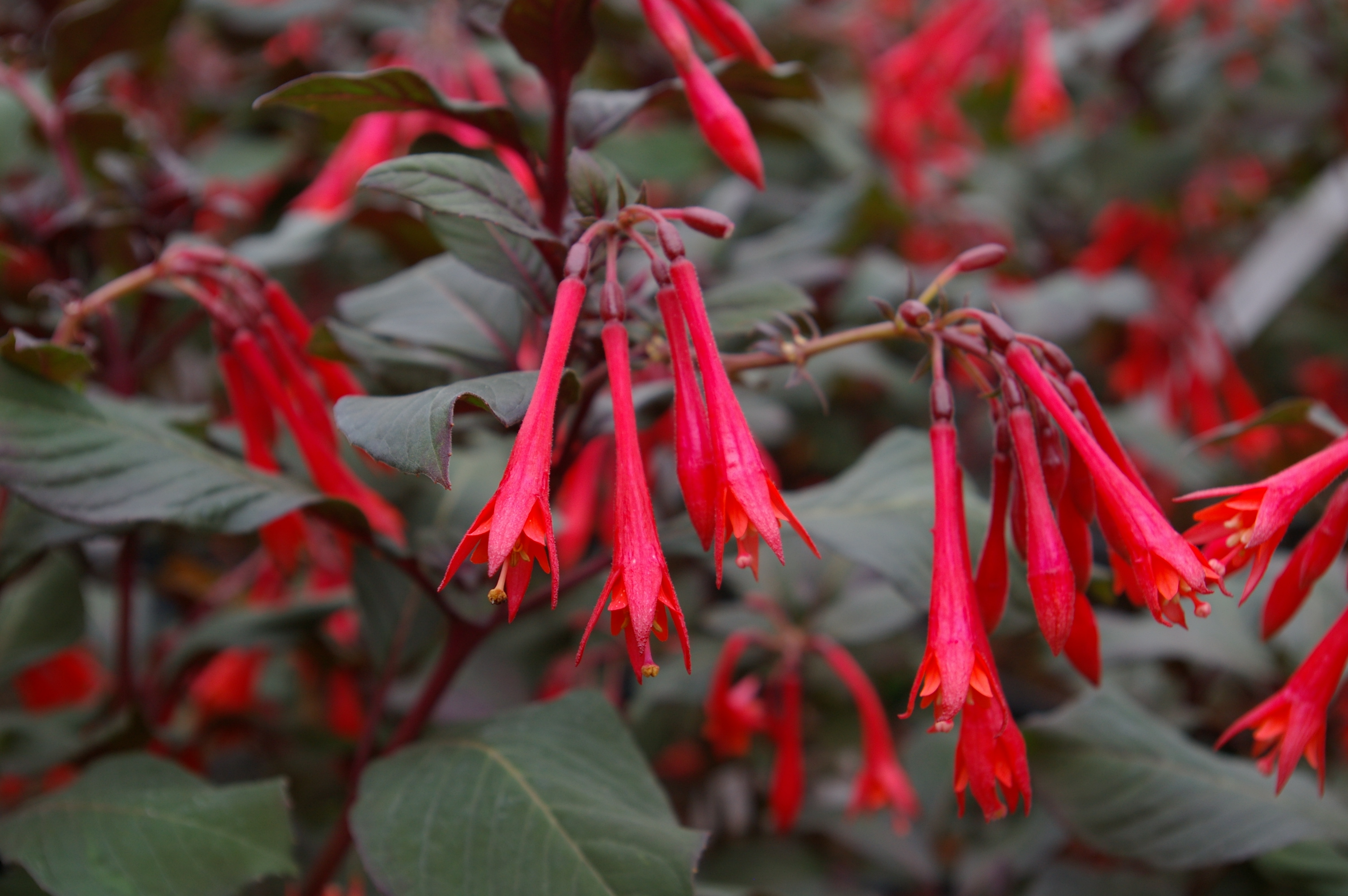 Fuchsia Upright Gartenmeister : How To Care For The Fuchsia Plant