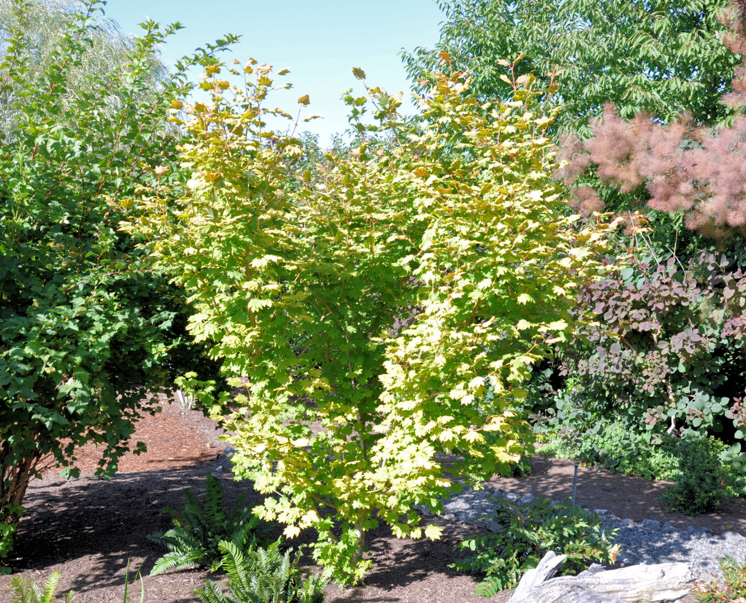 Pacific Fire Vine Maple, Acer circinatum 'Pacific Fire', Monrovia Plant