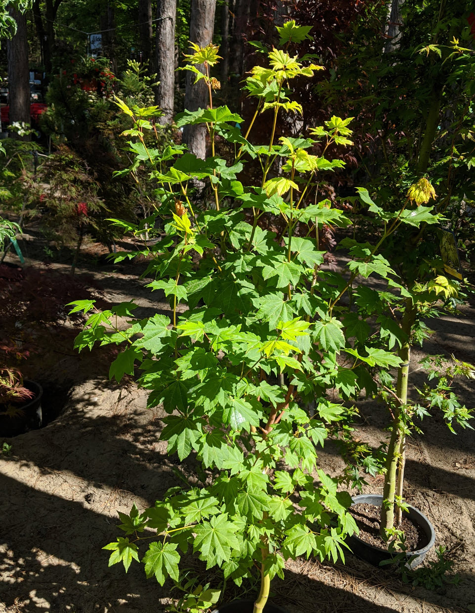 Pacific Fire Vine Maple, Acer circinatum 'Pacific Fire', Monrovia Plant