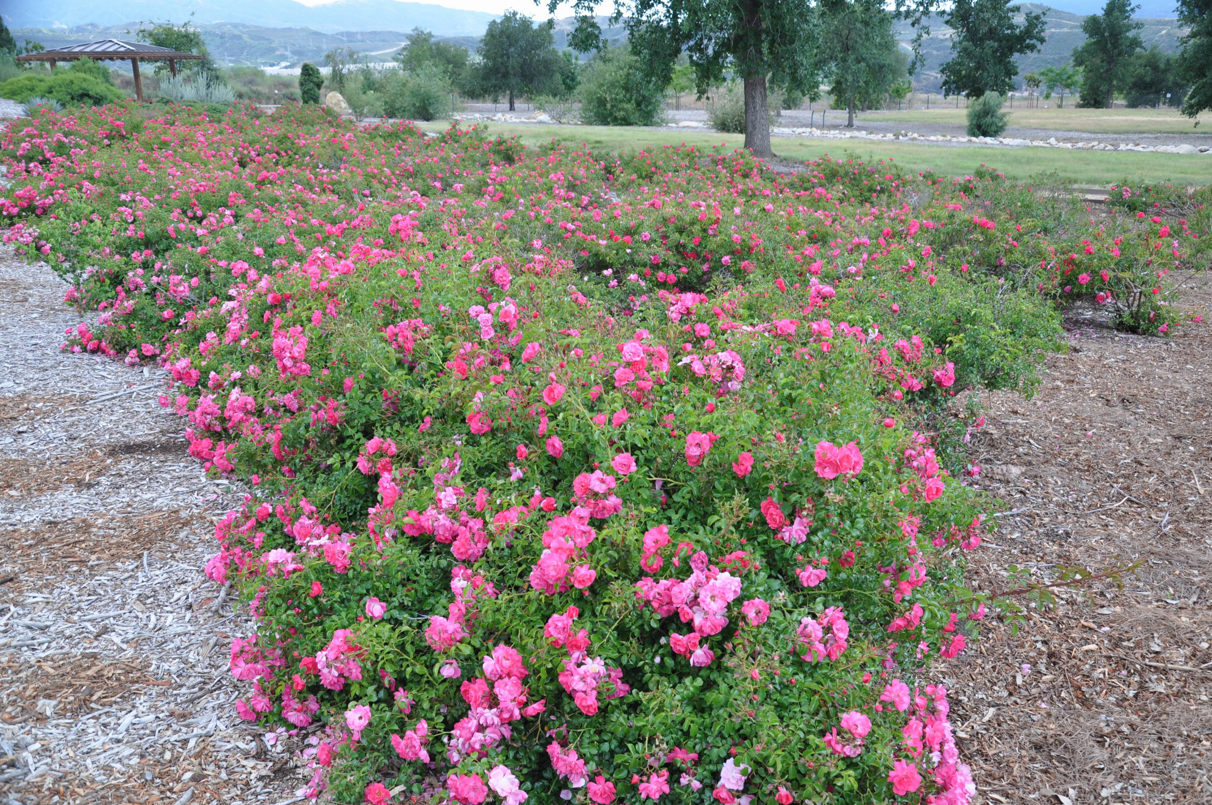 Rosa Ground Cover varieties