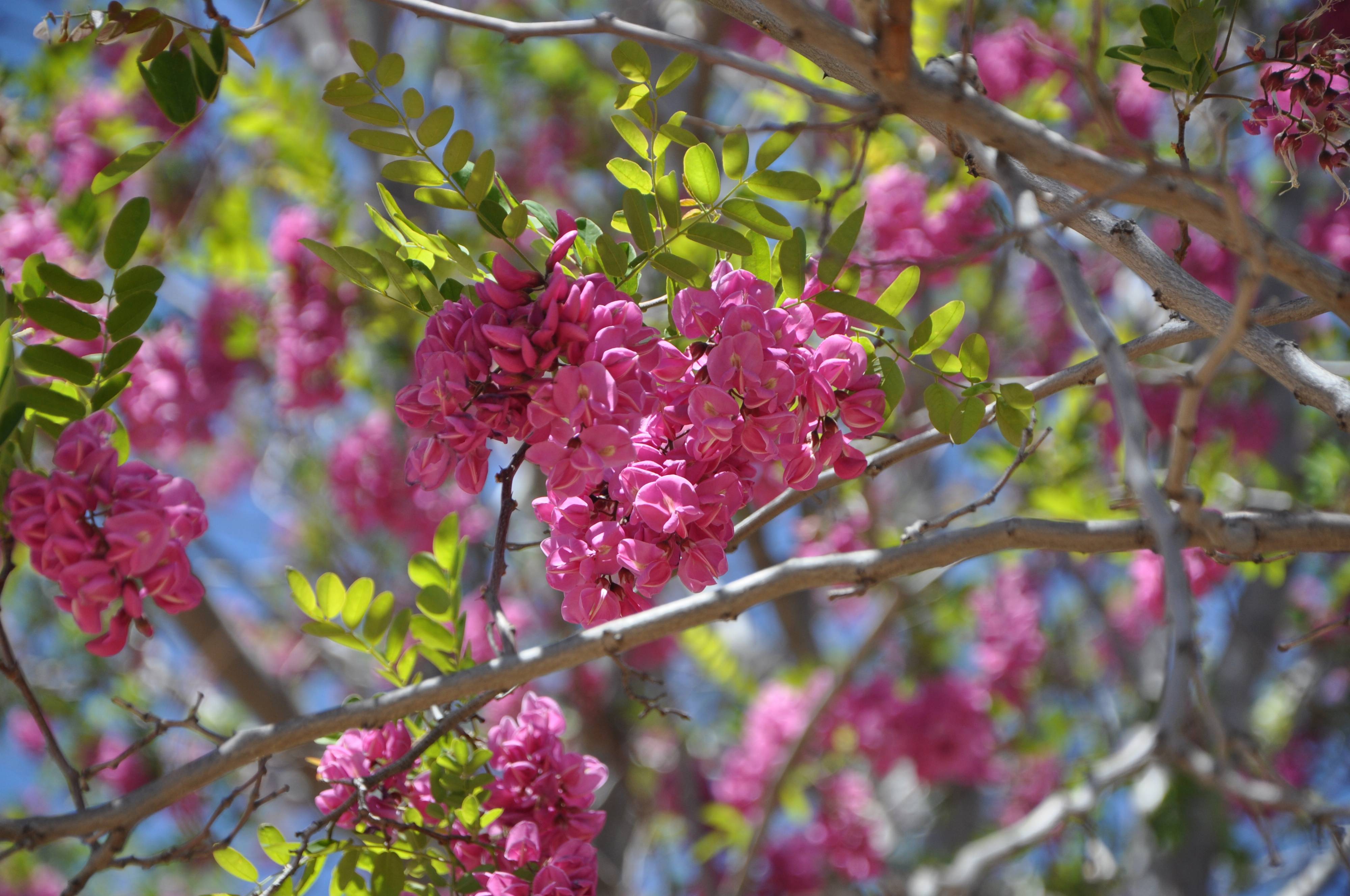 Robinia X ambigua 'Purple Robe'