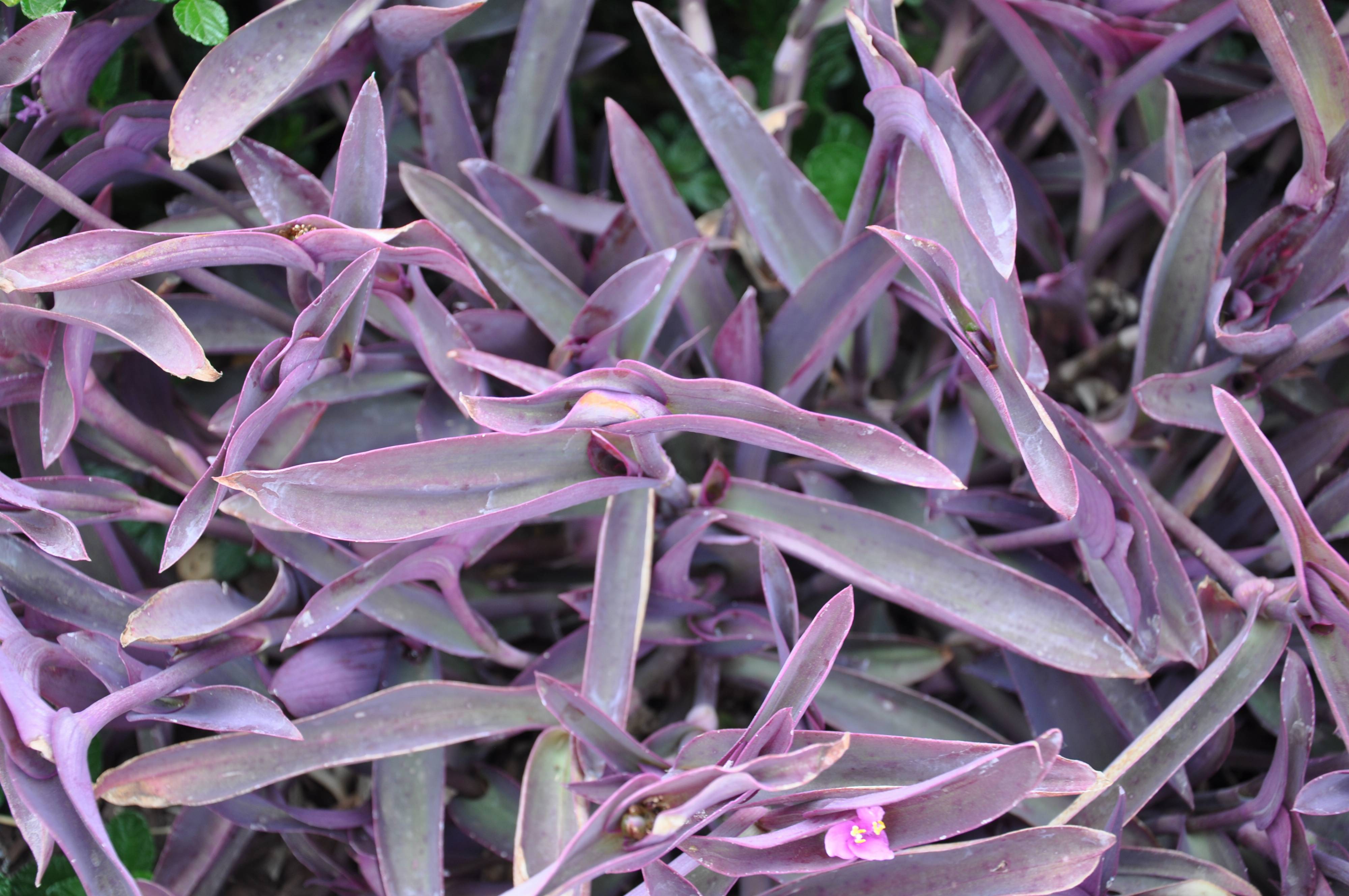 Традесканция pallida purpurea