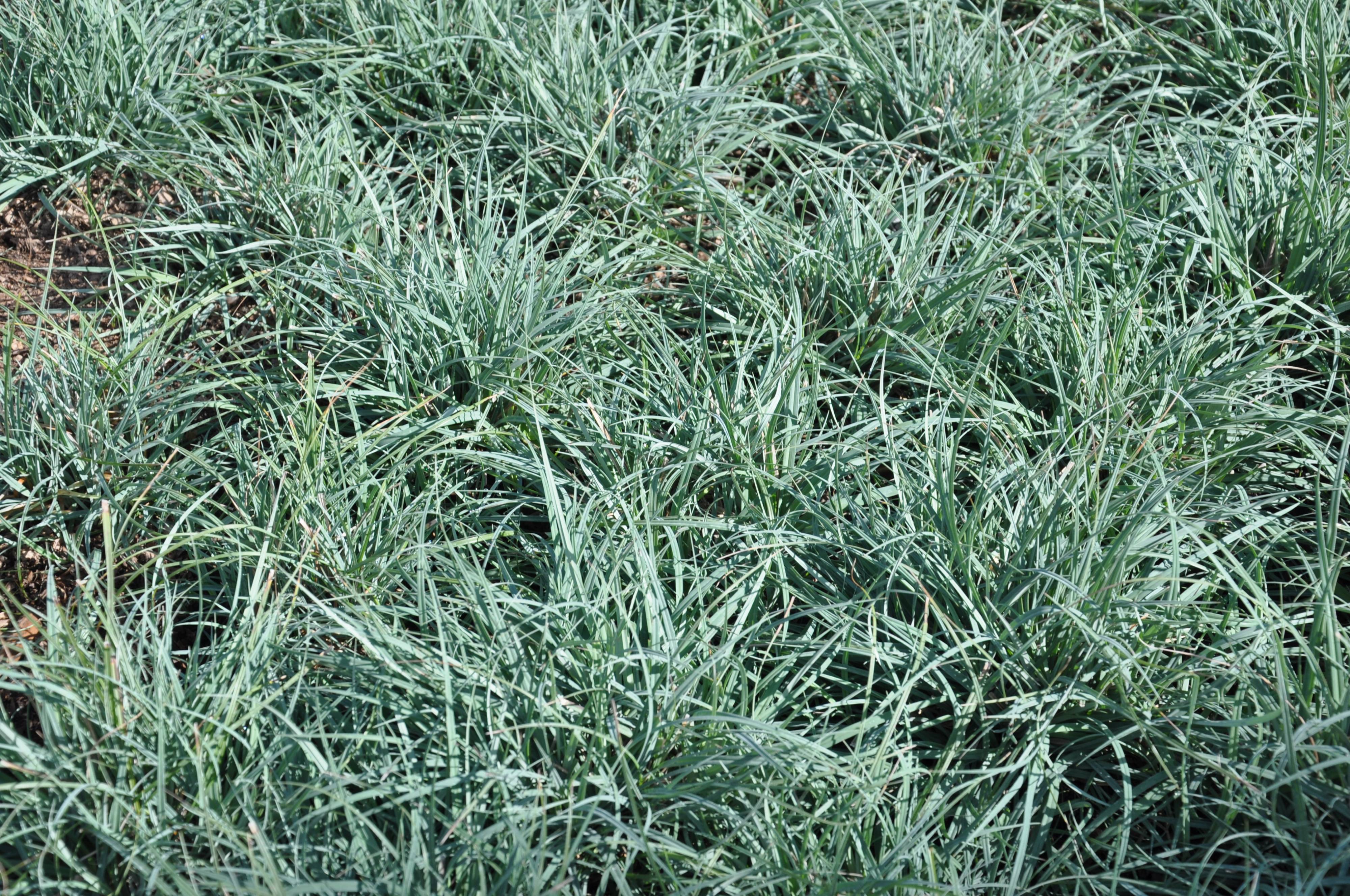 Carex Flacca Blue Sedge PlantMaster carex-flacca-blue-sedge-plantmaster
