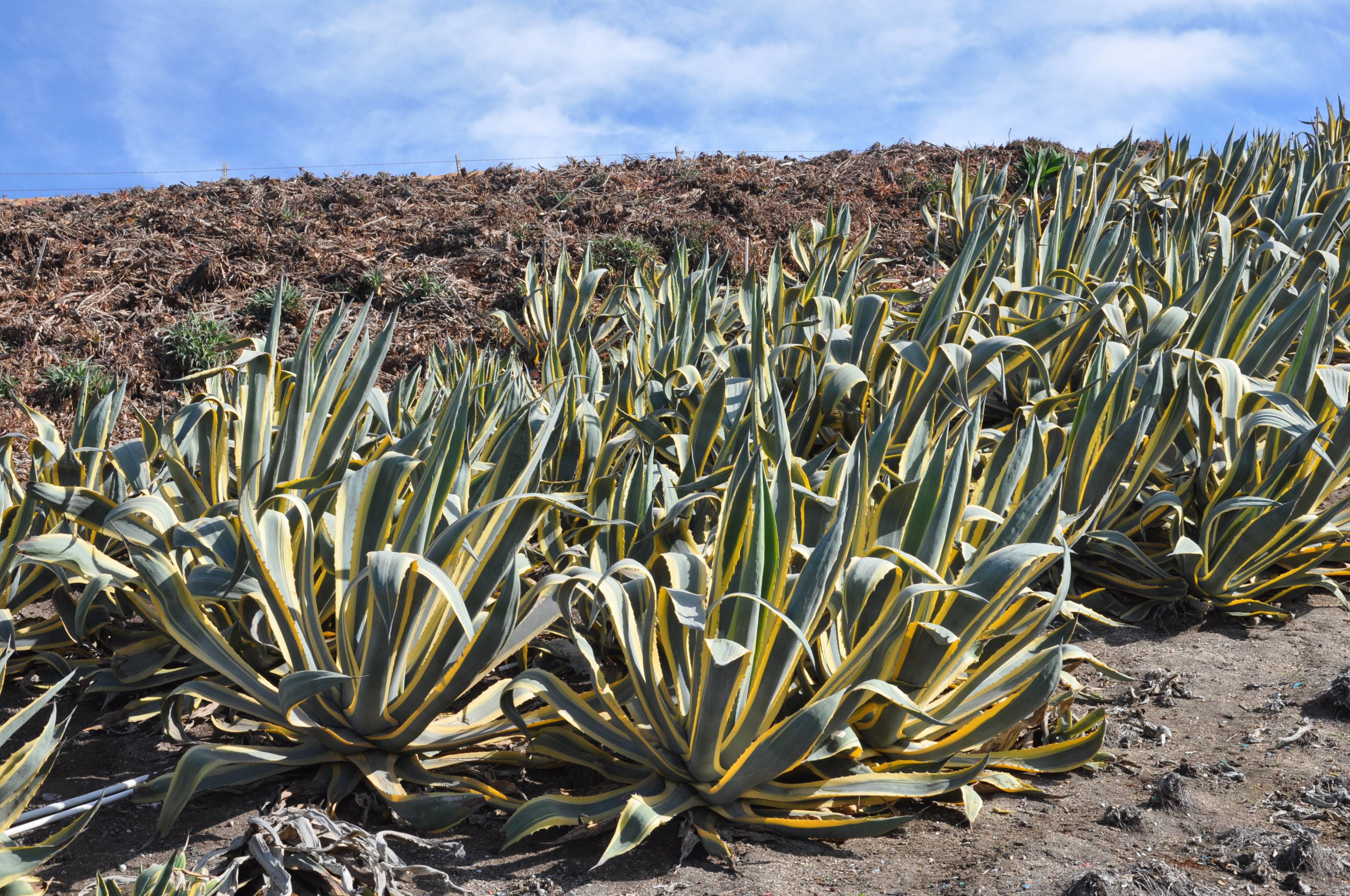 agave-americana-variegata