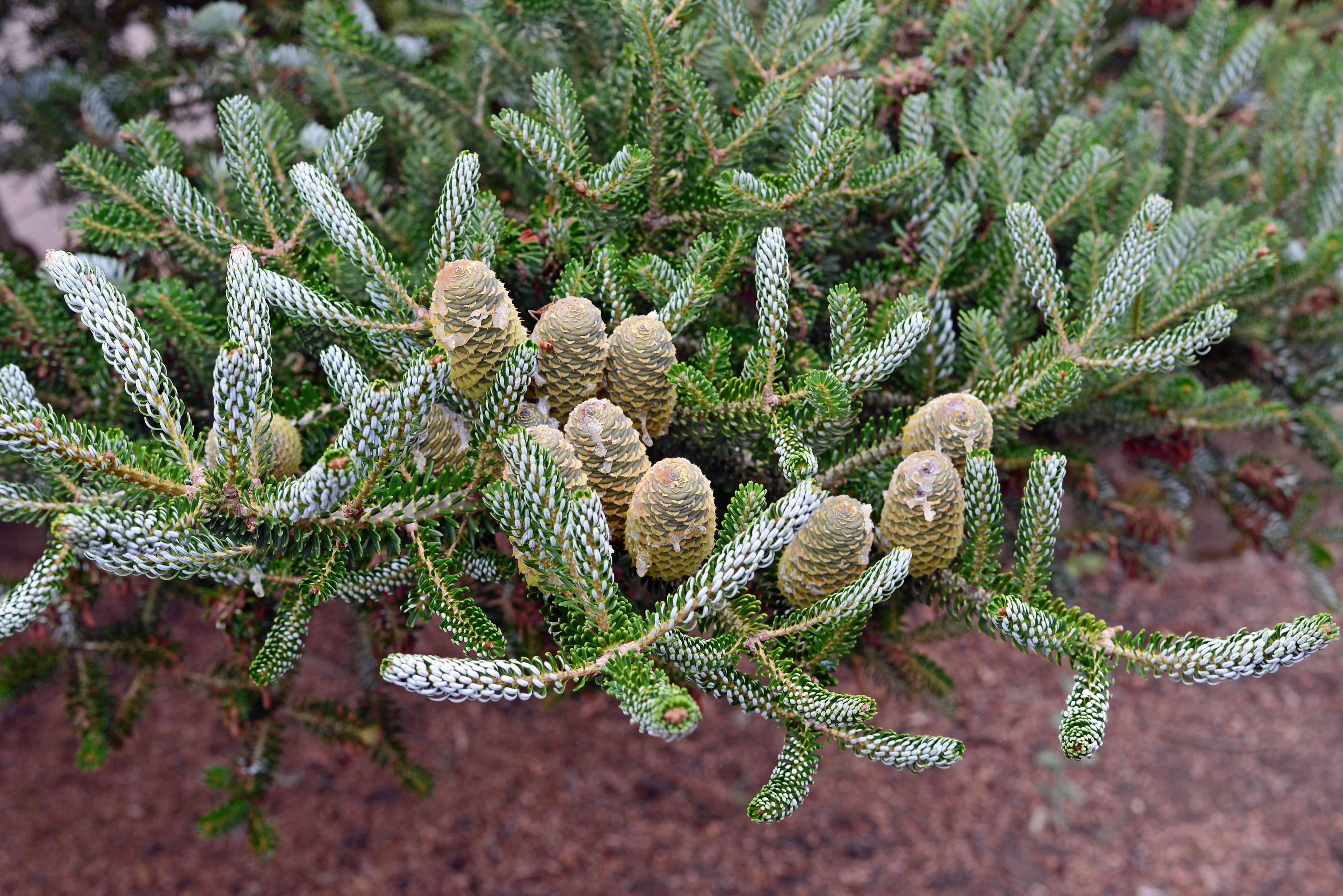 Пихта корейская Сильберлок (Abies Koreana Silberlocke)