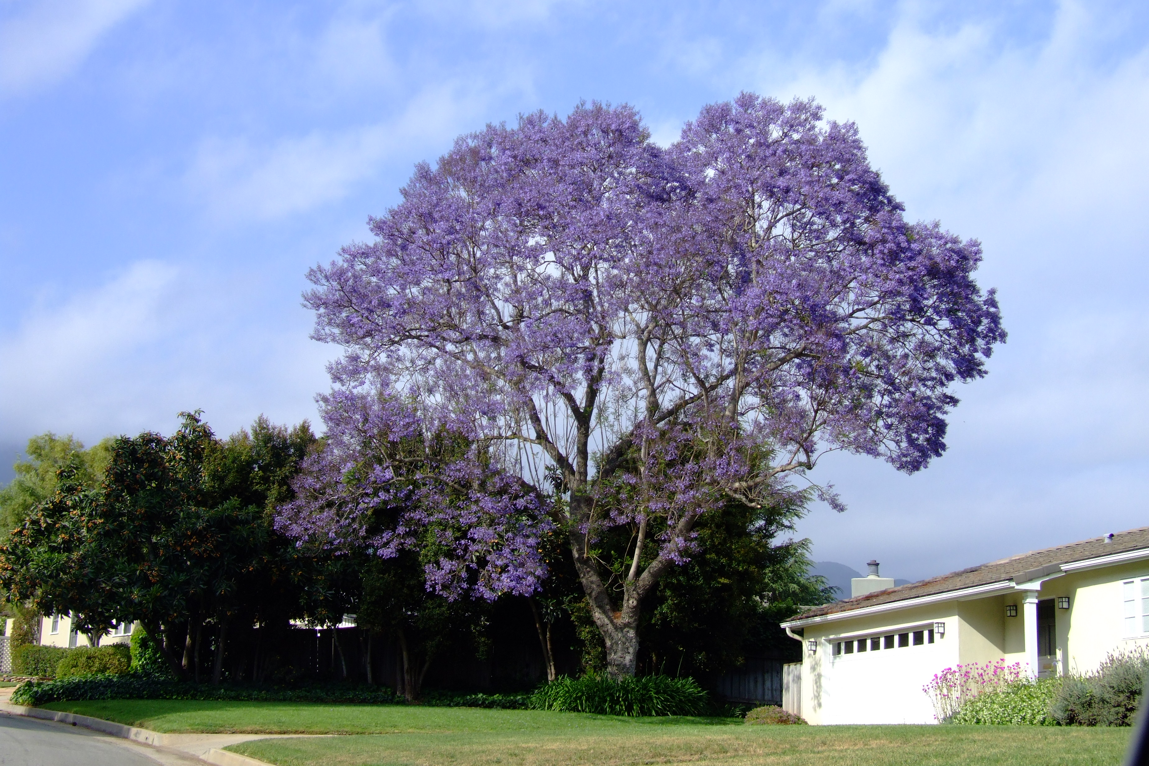 Jacaranda Mimosifolia.