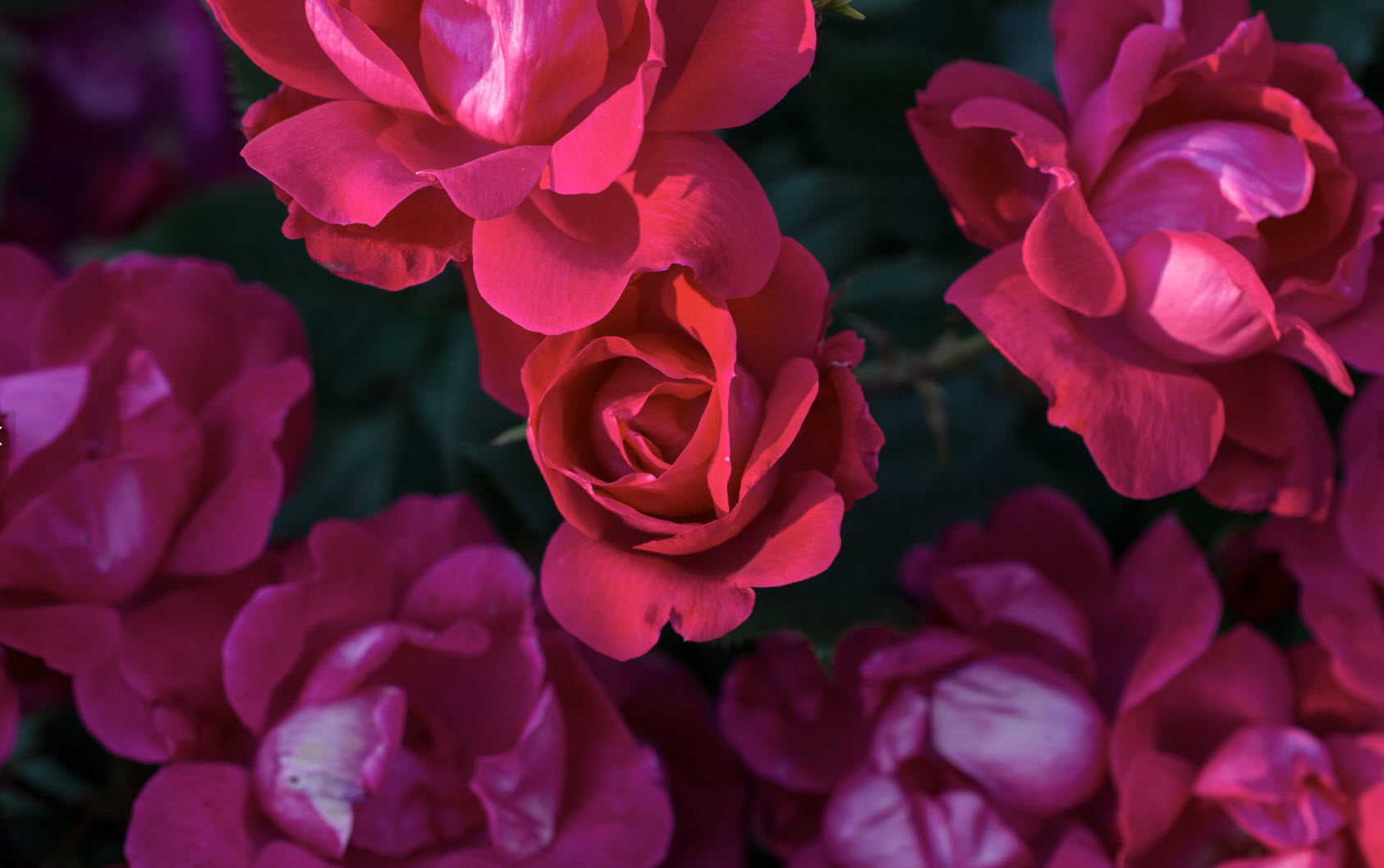 Shrub Rose 'Radrazz' KNOCK OUT, Plant Profile