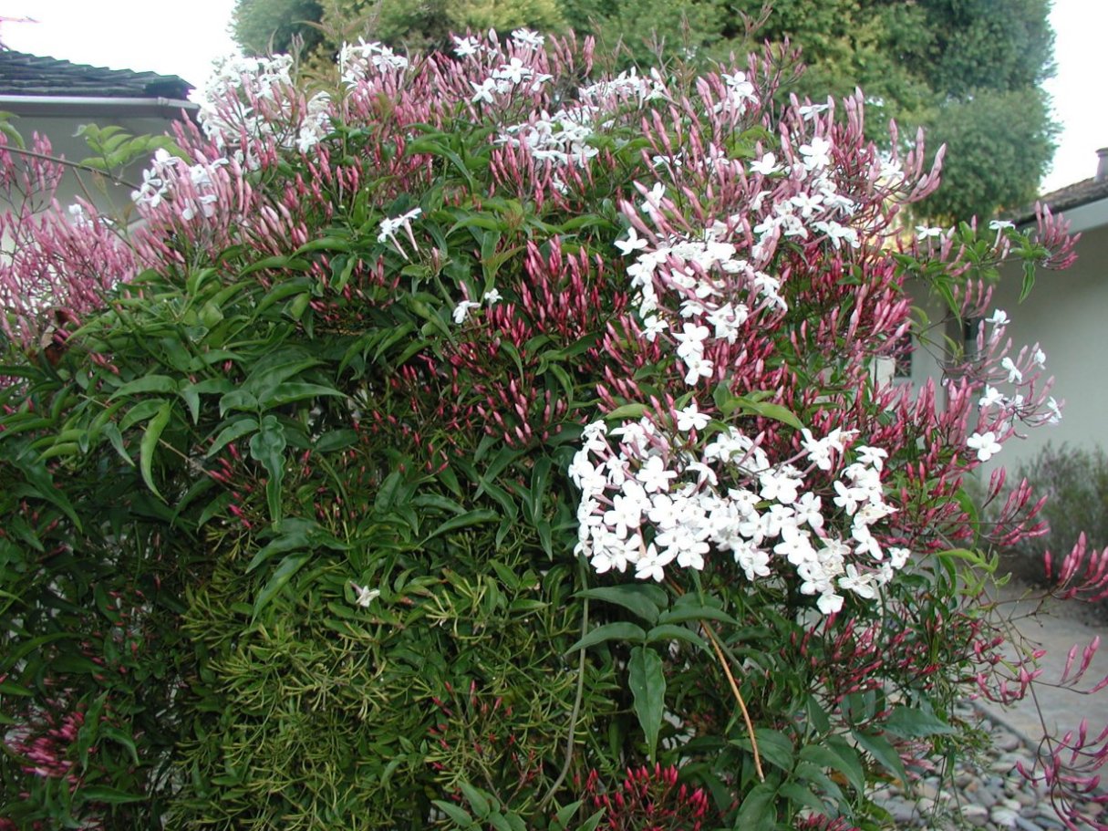 Jasminum Polyanthum Pink Jasmine Plantmaster