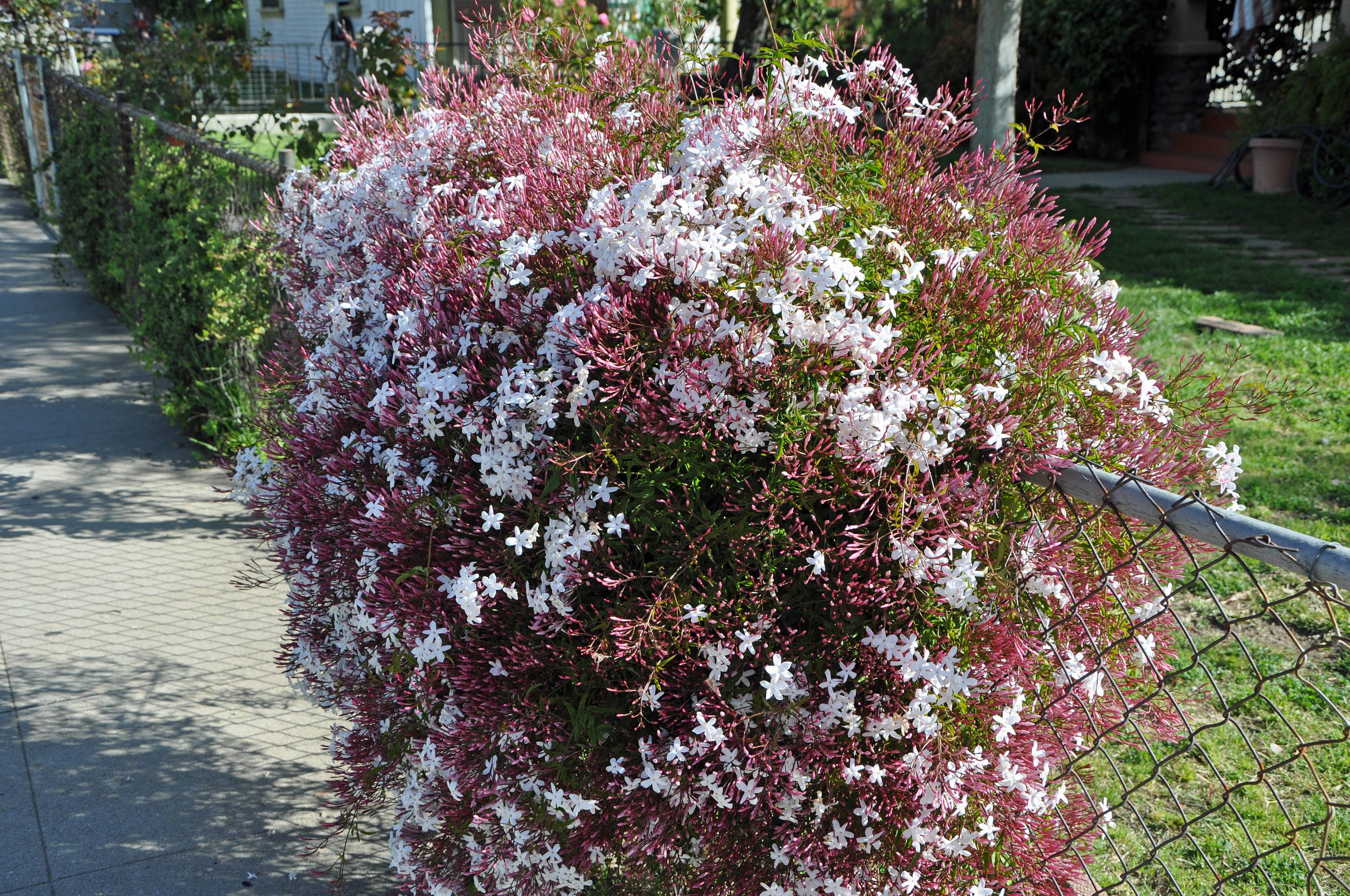 Jasminum Polyanthum Pink Jasmine Plantmaster