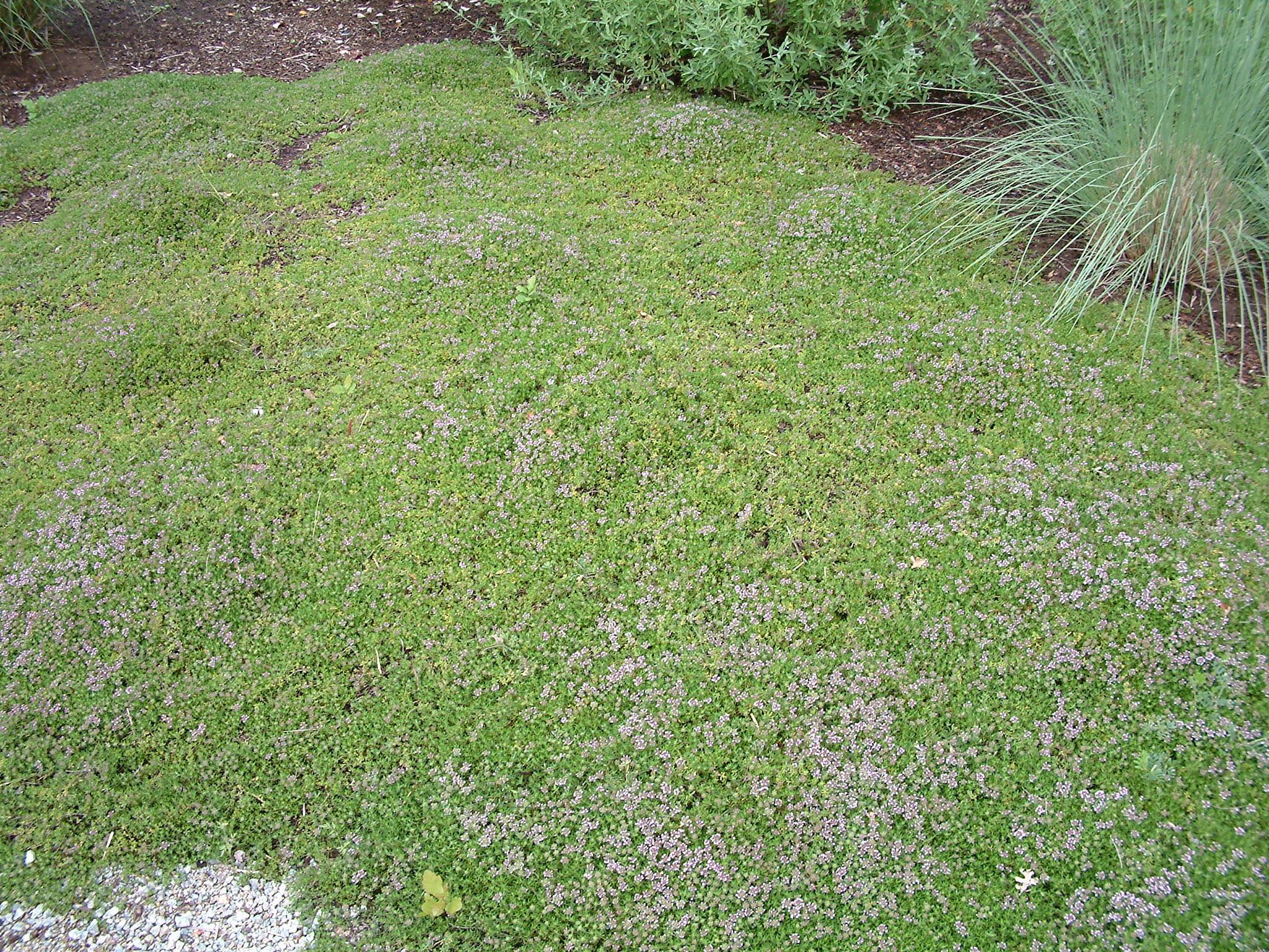 Thymus Praecox Arcticus Elfin