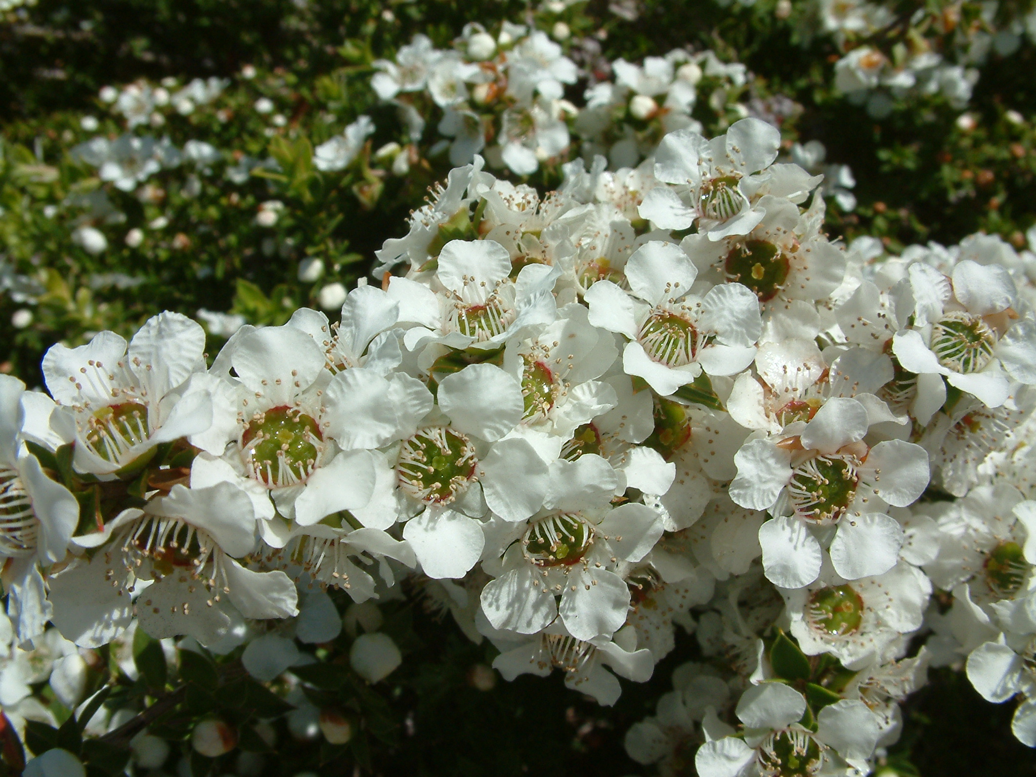 Pyracantha Crenatoserrata