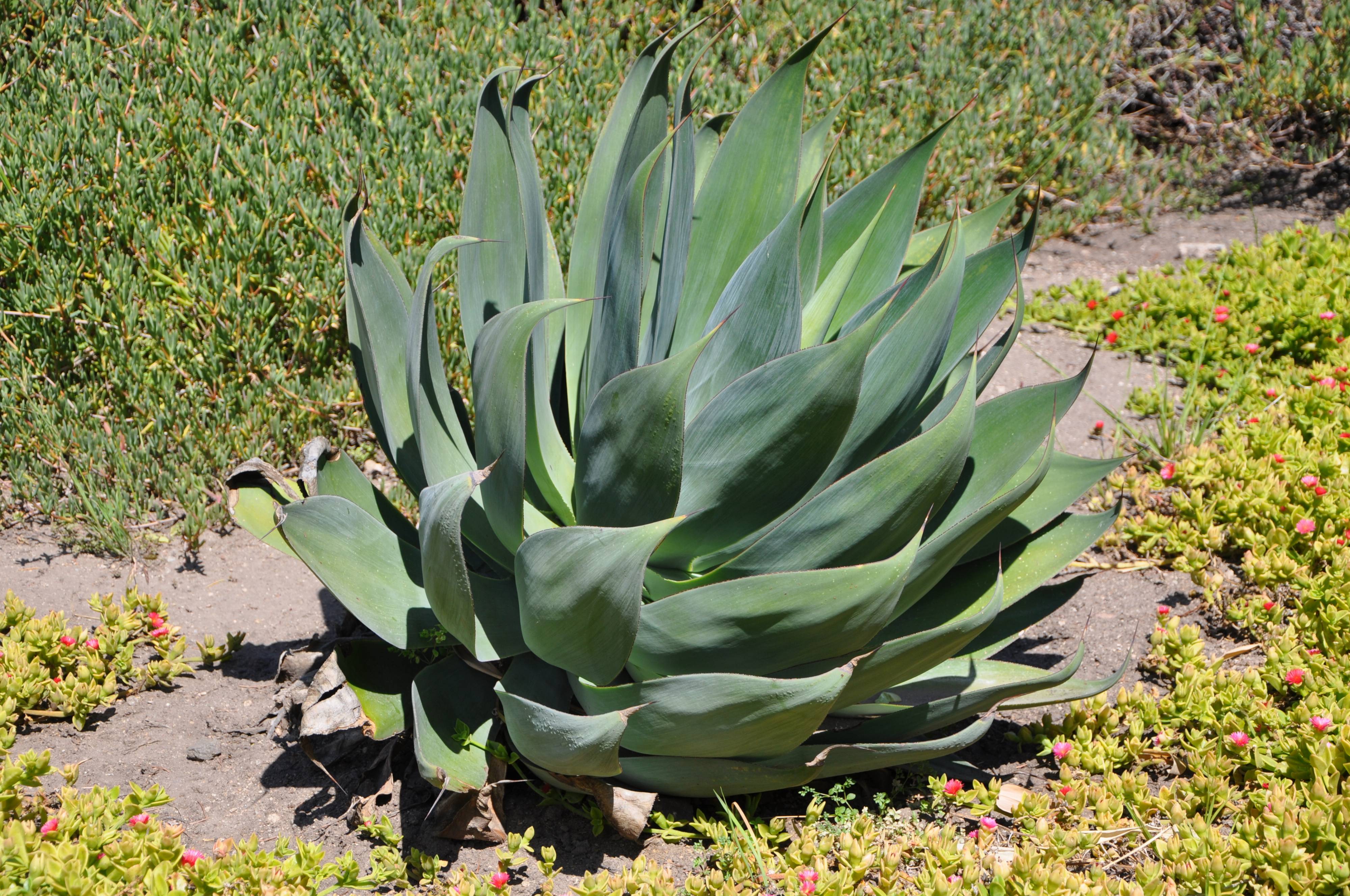 agave-blue-flame