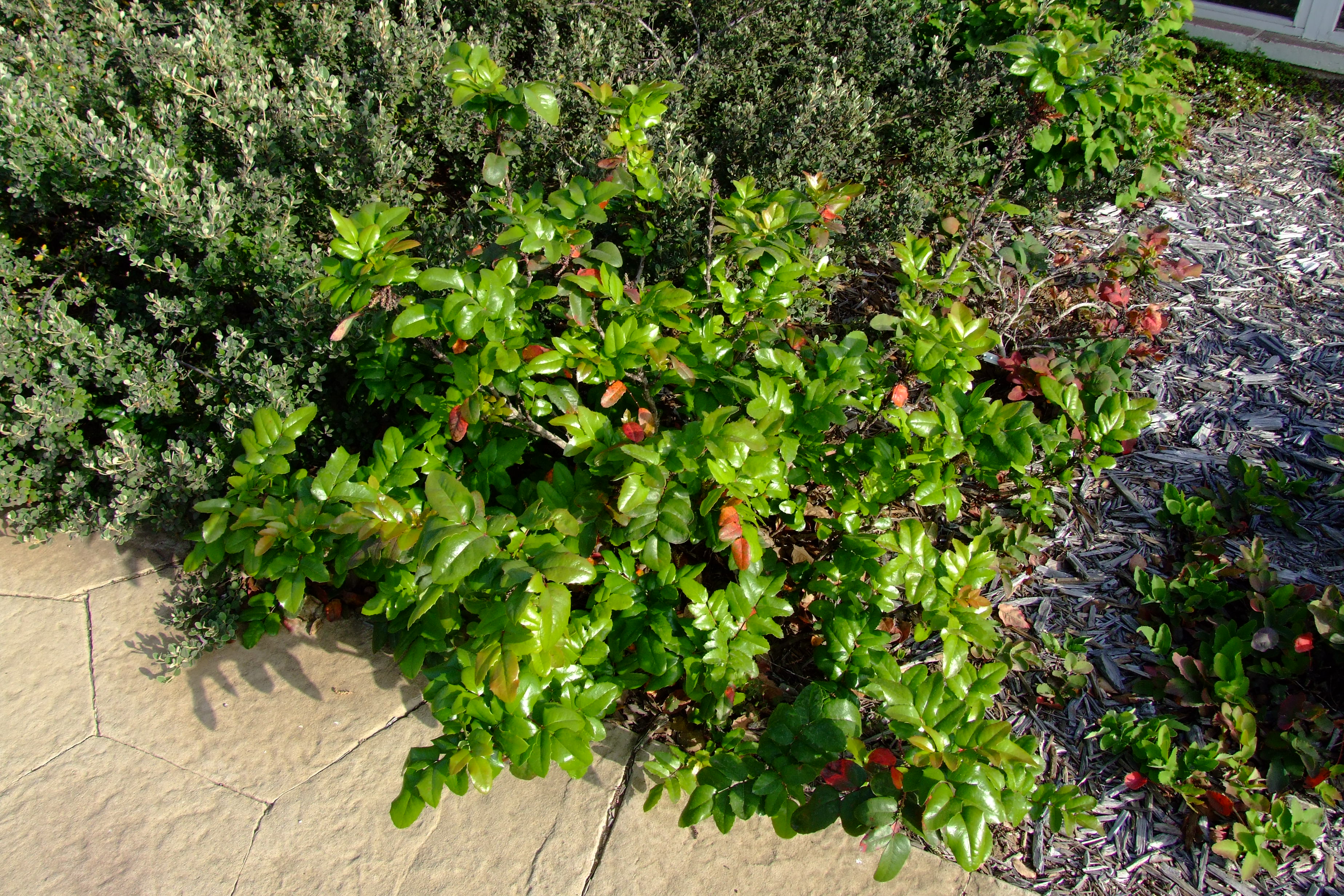 Berberis aquifolium