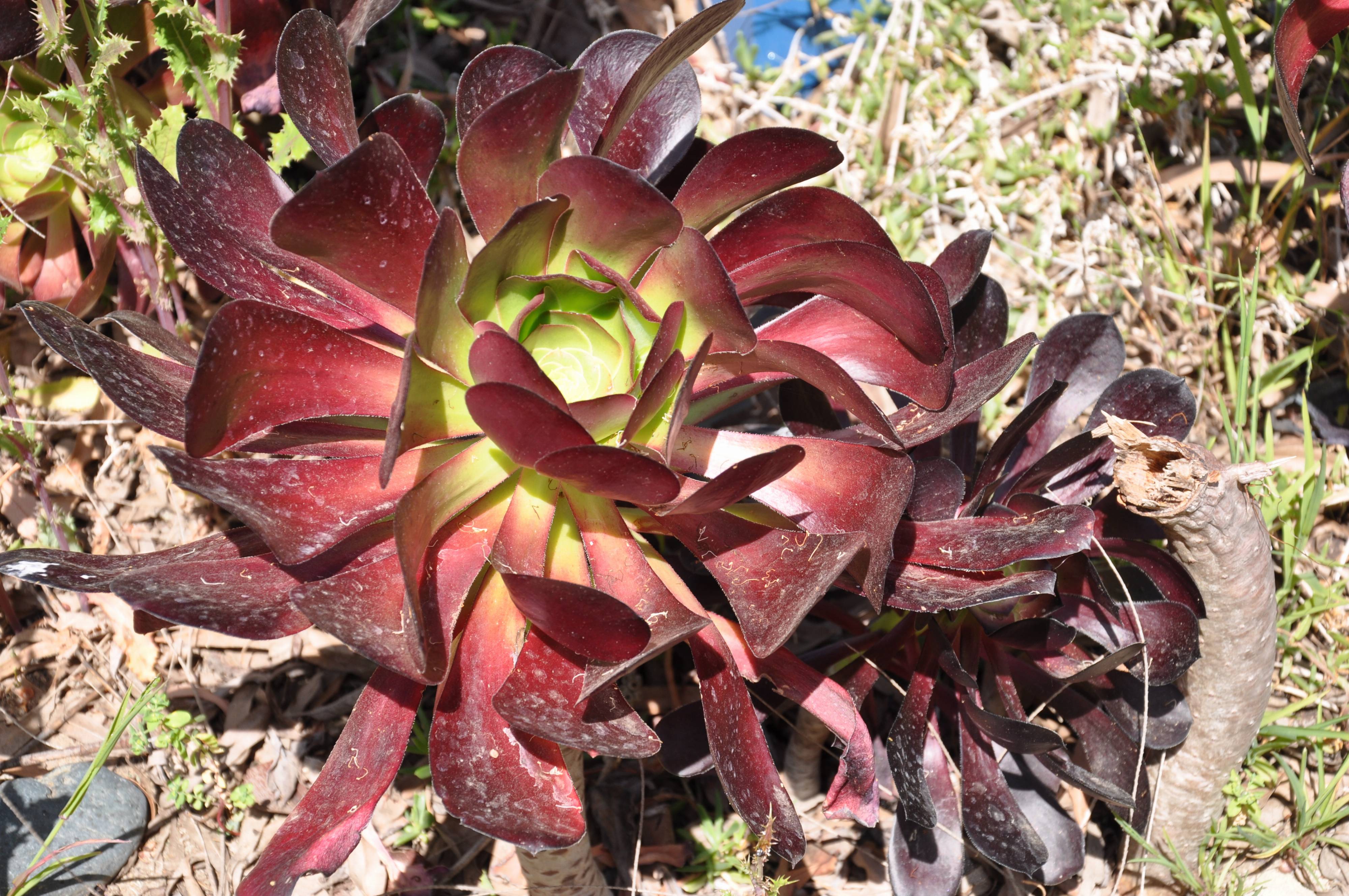 Aeonium Arboreum Purple Moon