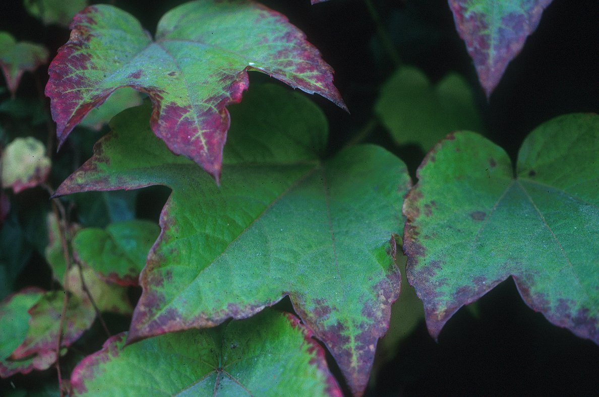 Virginia Creeper (Parthenocissus quinquefolia) – Orleans Conservation Trust