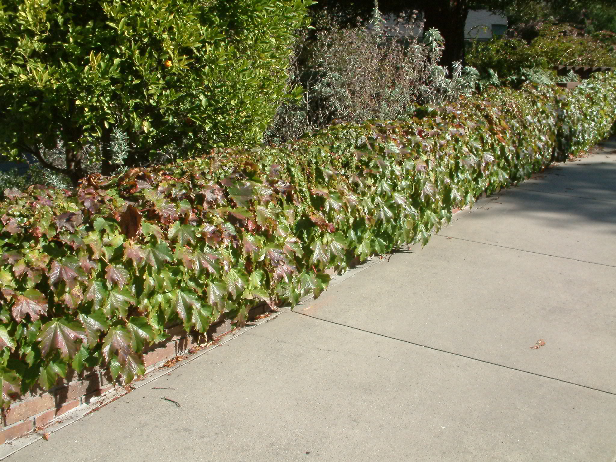 Virginia Creeper (Parthenocissus quinquefolia) – Orleans Conservation Trust