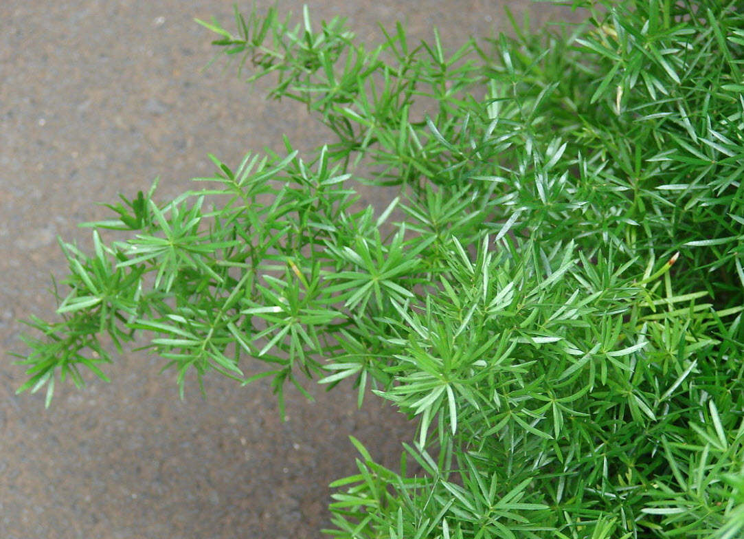 Asparagus densiflorus 'Sprengeri'