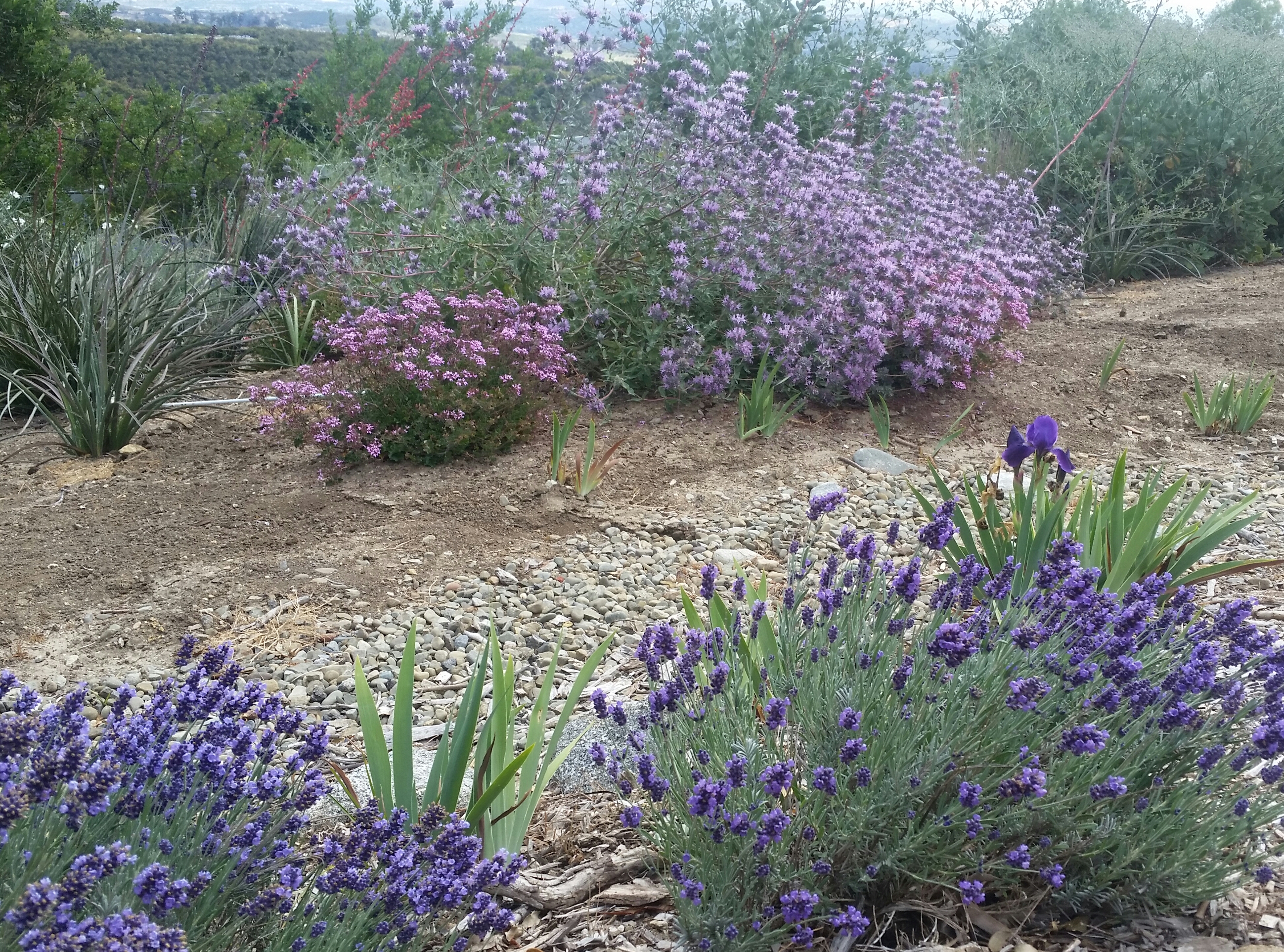 Salvia 'love Child'